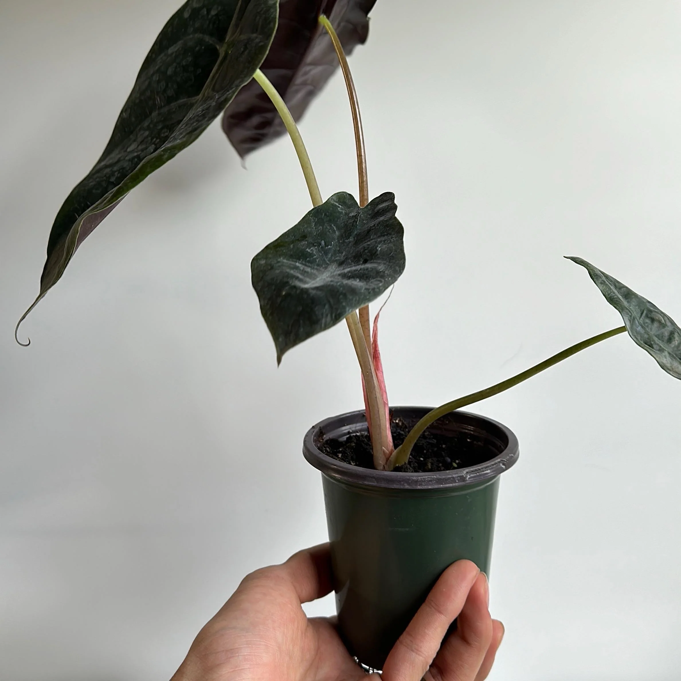 Alocasia x Chantrieri - Image 3