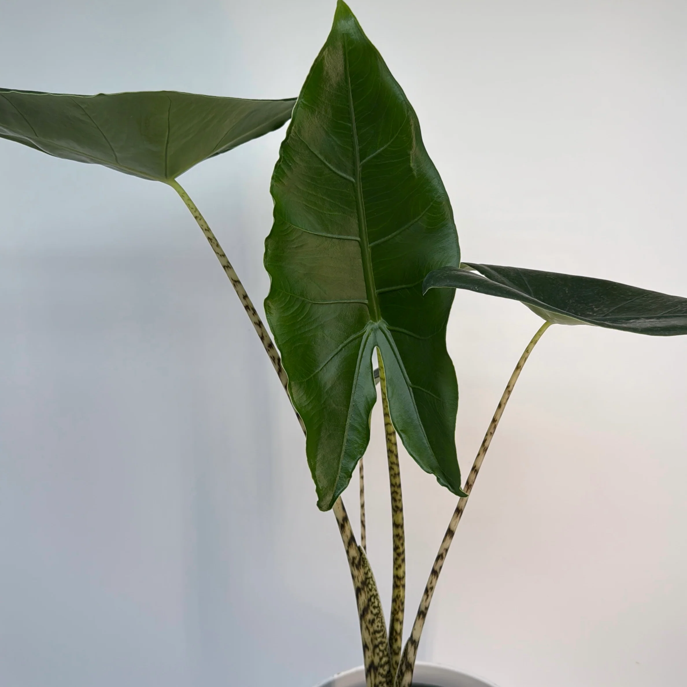 Alocasia Zebrina Reticulata