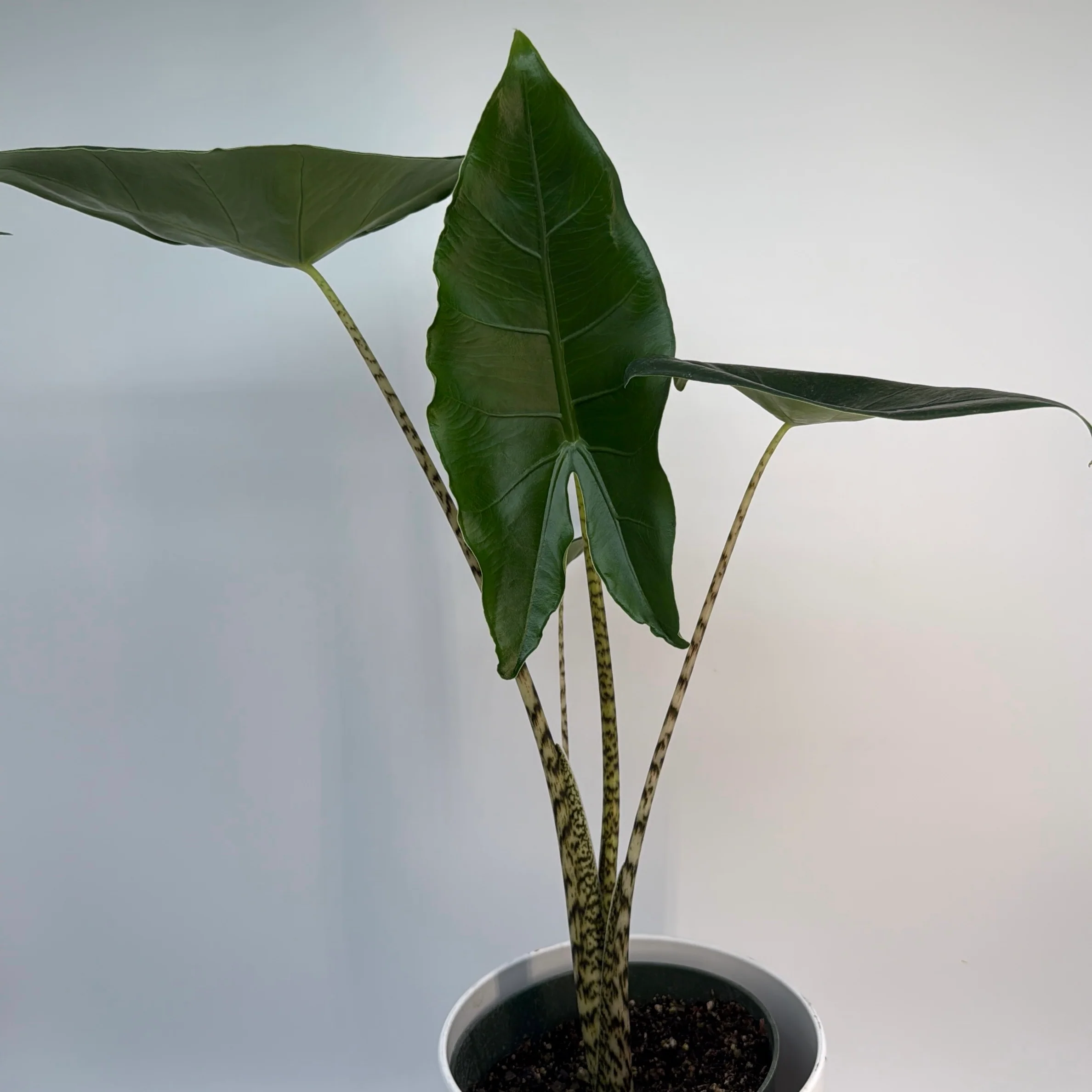 Alocasia Zebrina Reticulata - Image 2
