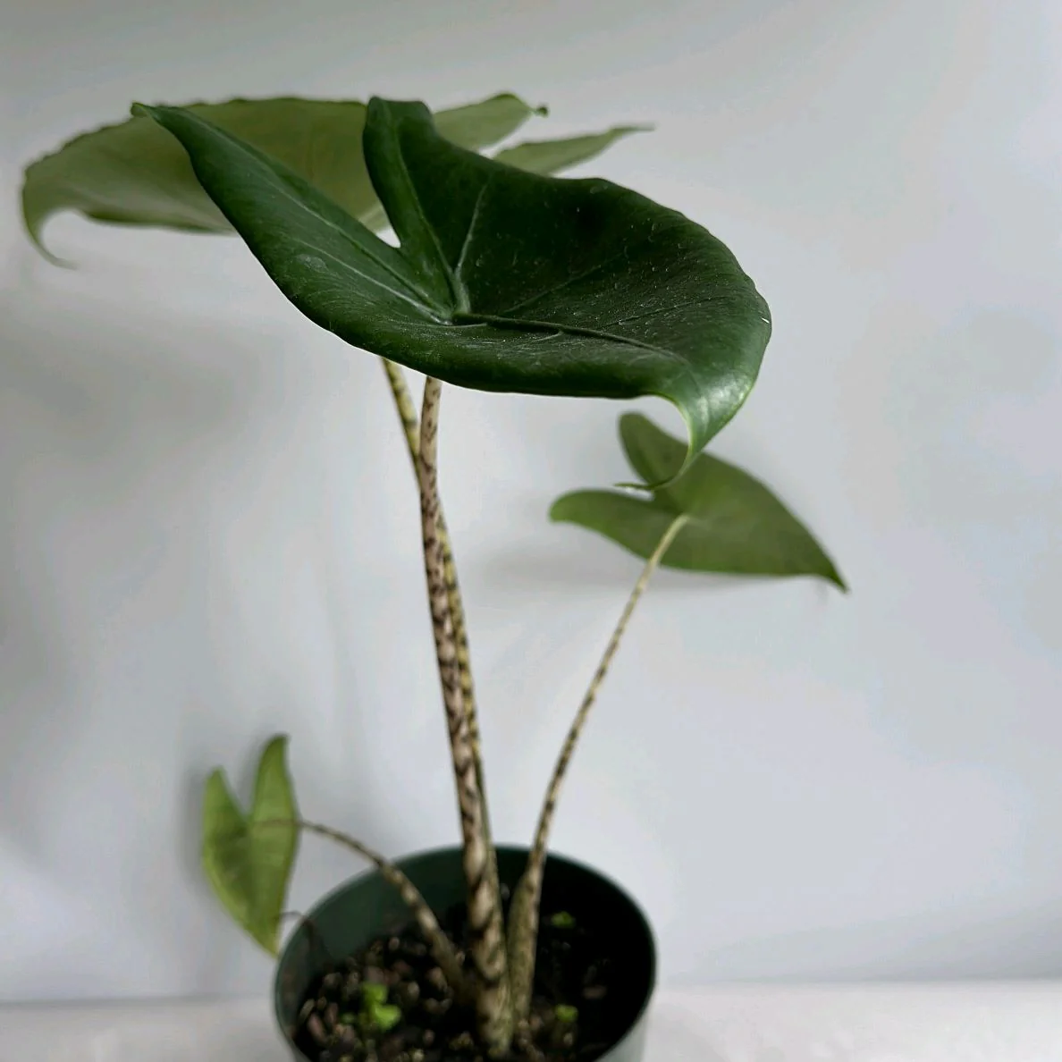Alocasia Zebrina Reticulata - Image 3