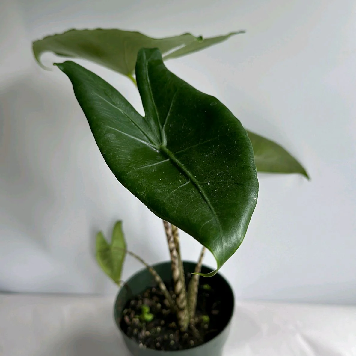 Alocasia Zebrina Reticulata - Image 4