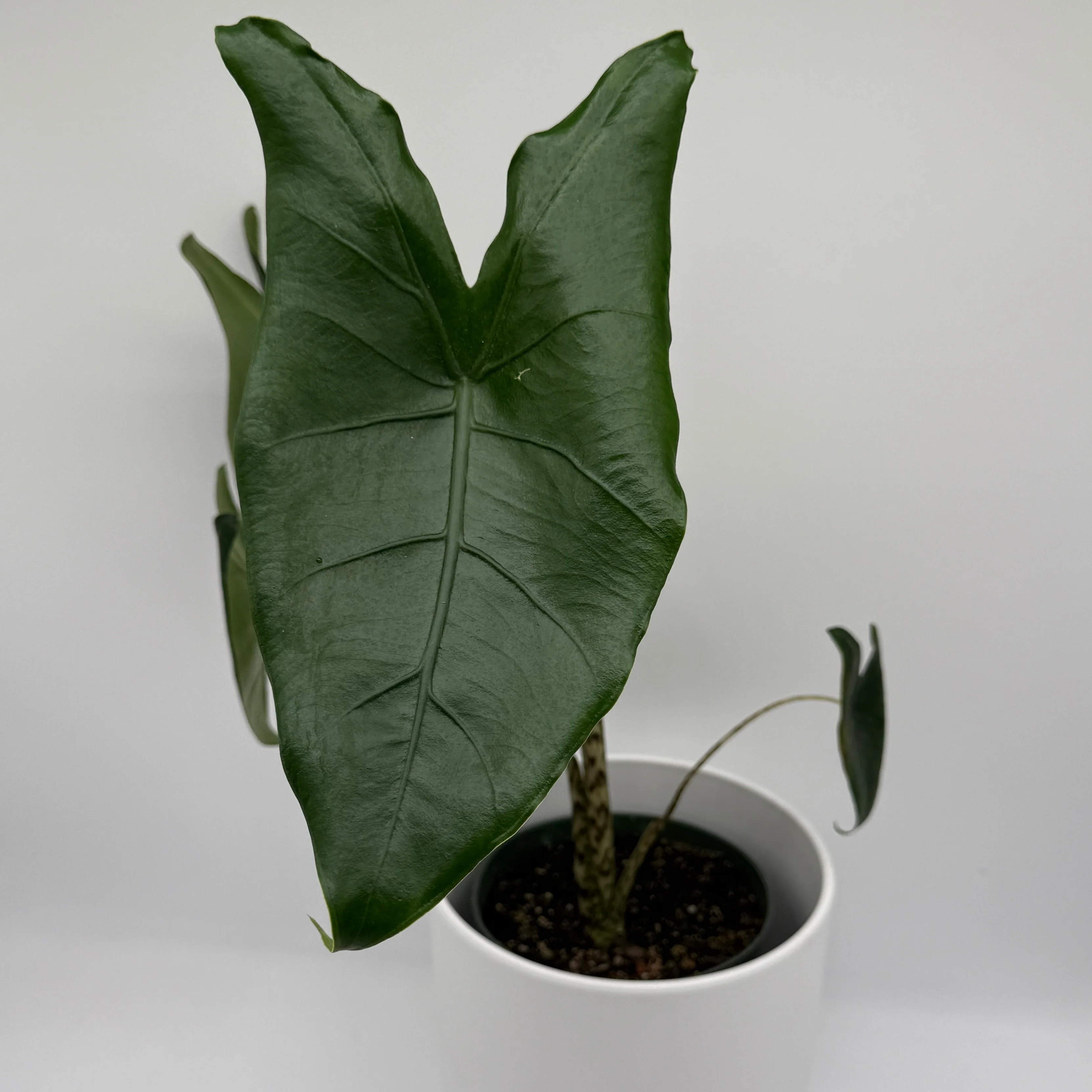 Alocasia Zebrina Reticulata - Image 5