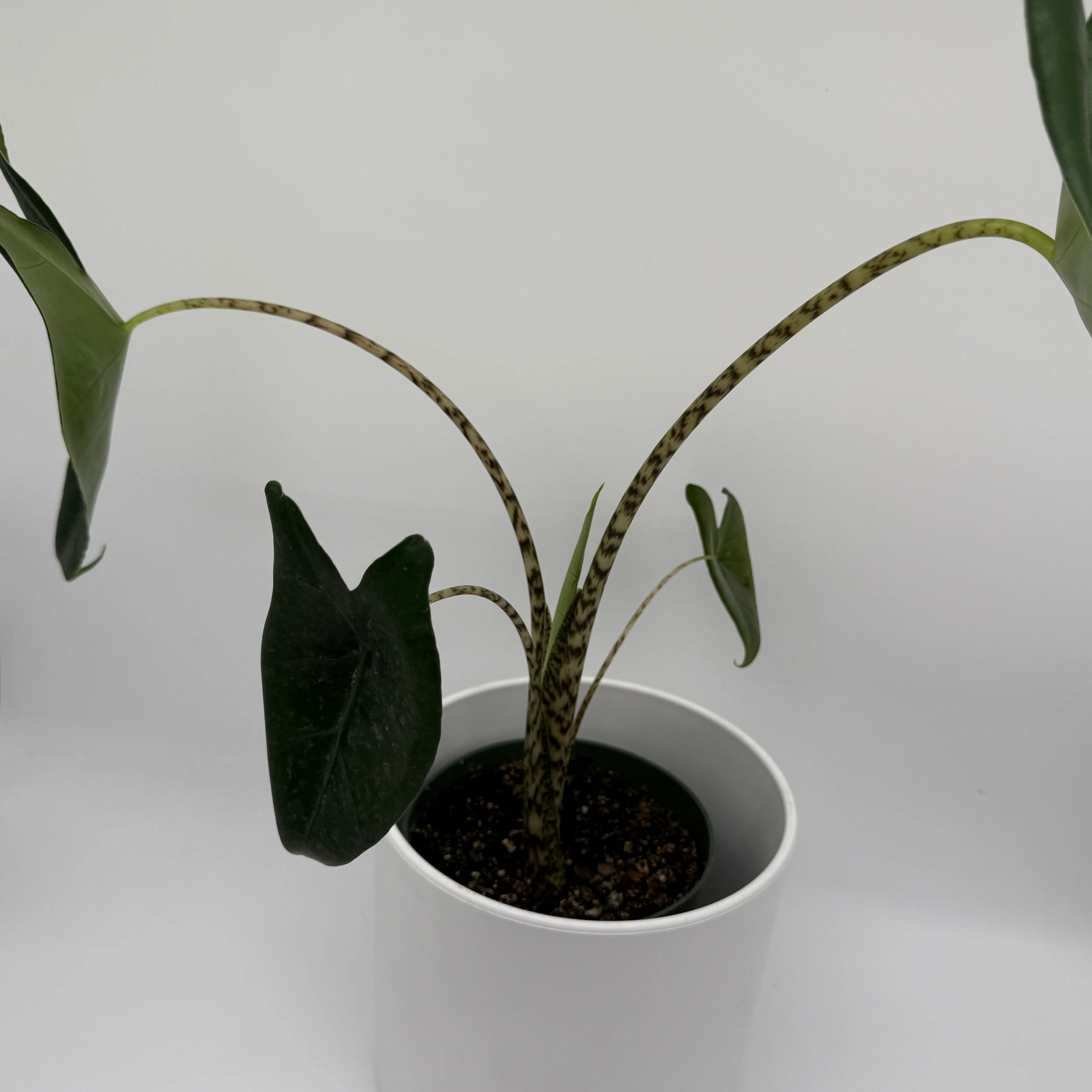 Alocasia Zebrina Reticulata - Image 6