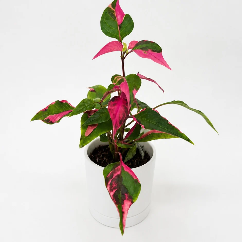 Alternanthera 'Party Time' - Image 2