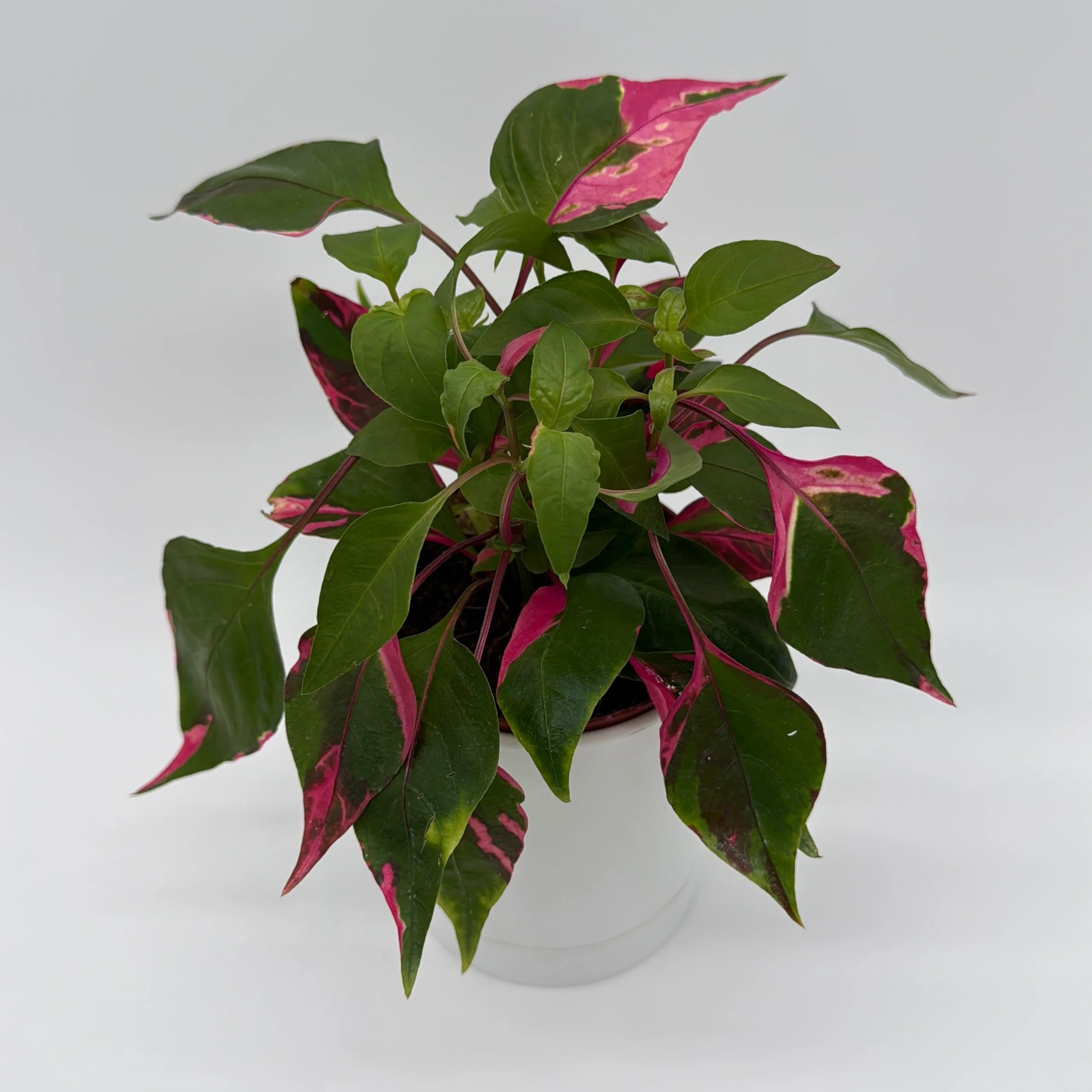 Alternanthera 'Party Time' - Image 3