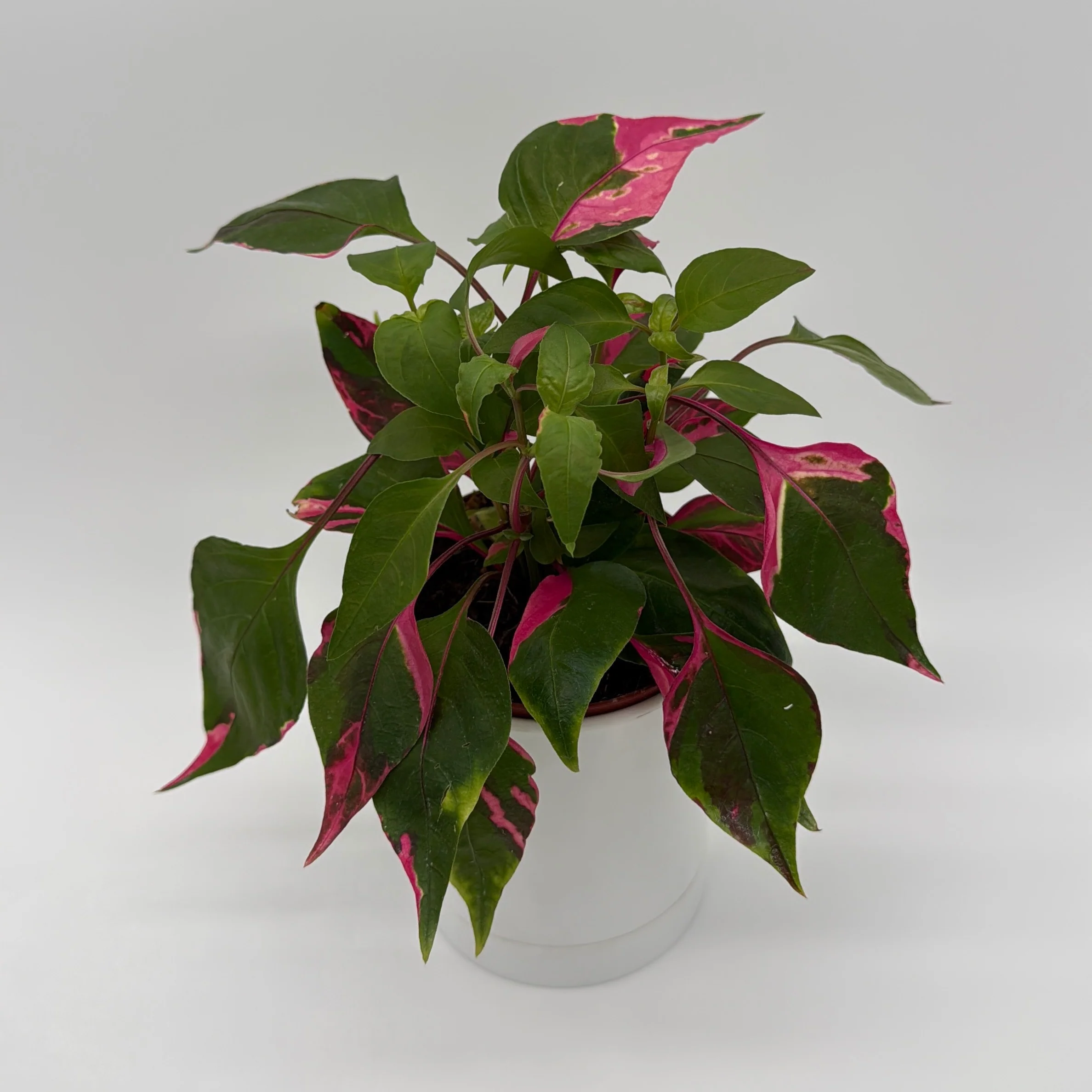 Alternanthera 'Party Time' - Image 4