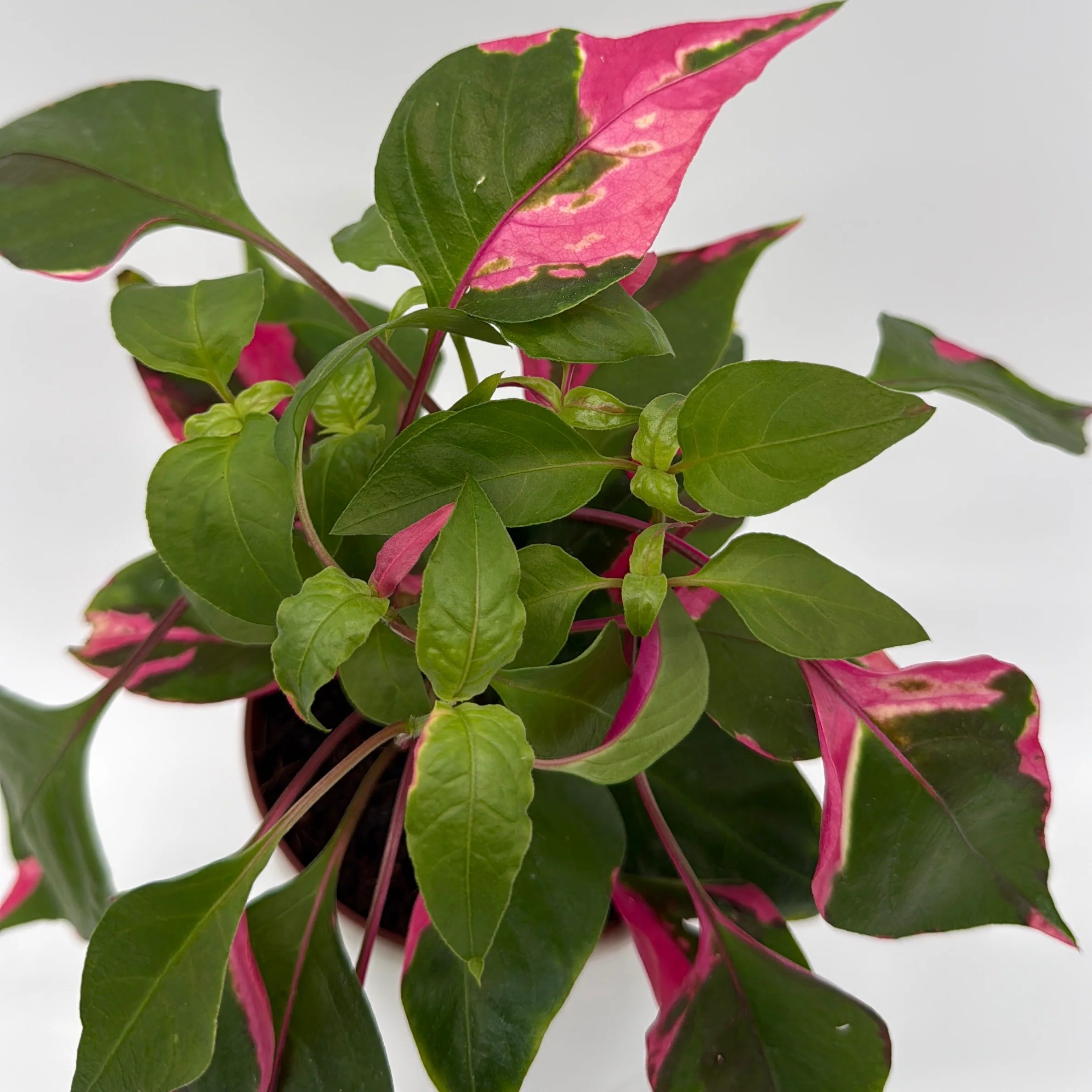 Alternanthera 'Party Time' - Image 5