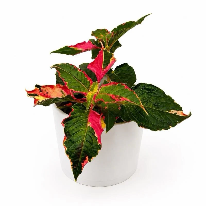 Alternanthera 'Party Time' - Image 6
