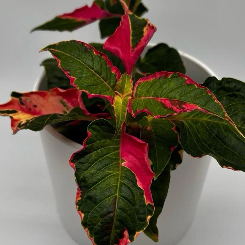 Alternanthera 'Party Time' - Image 7