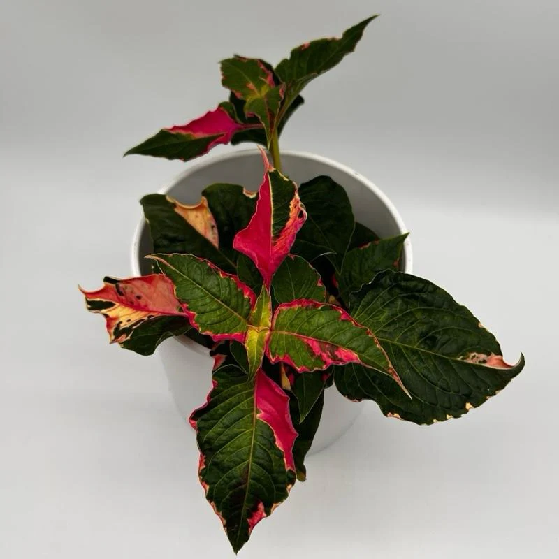 Alternanthera 'Party Time' - Image 8