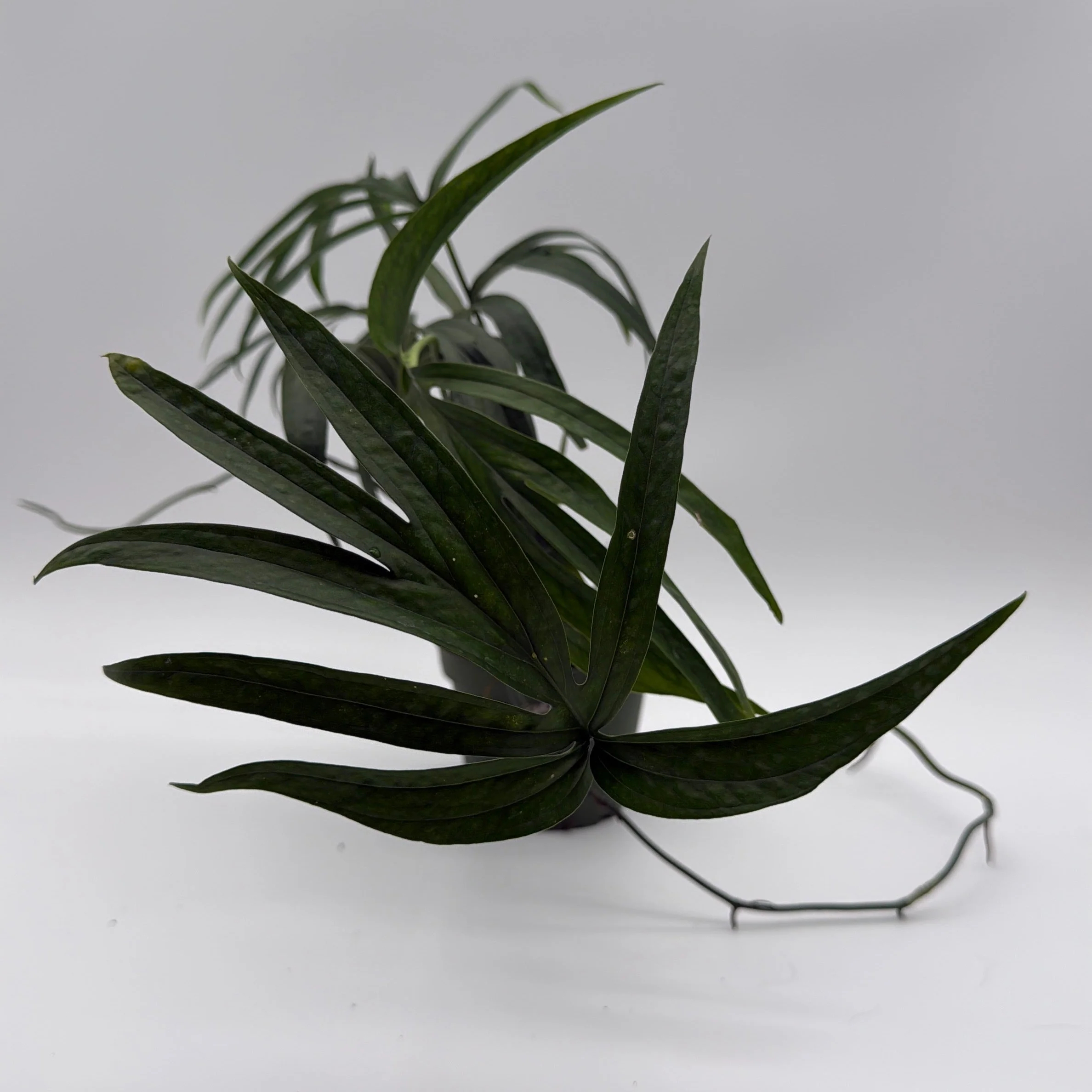 Amydrium Zippelianum 'Green'