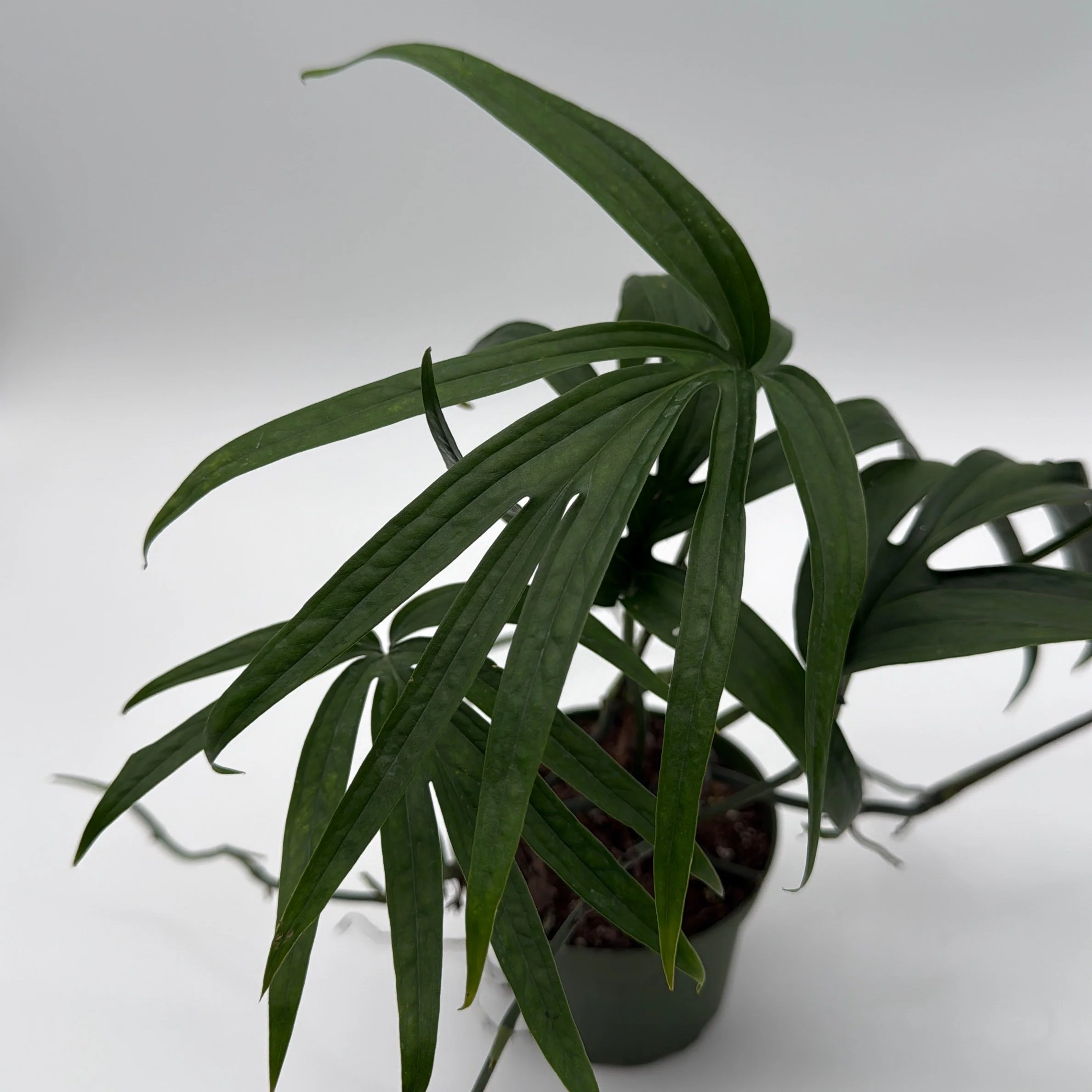 Amydrium Zippelianum 'Green' - Image 2