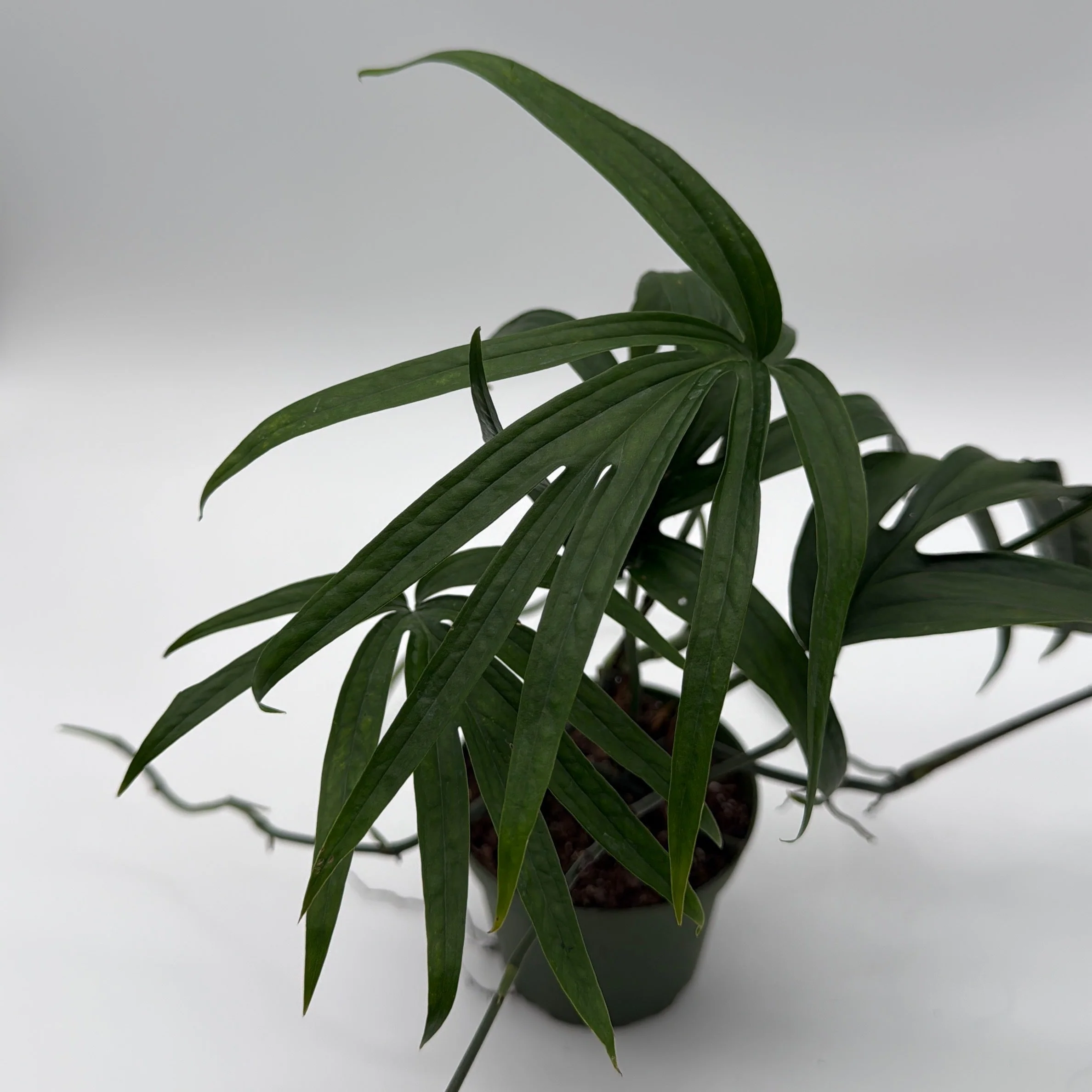 Amydrium Zippelianum 'Green' - Image 3