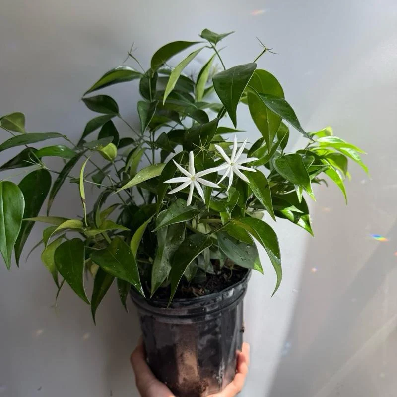 Angel Wing Star Jasmine - Image 2