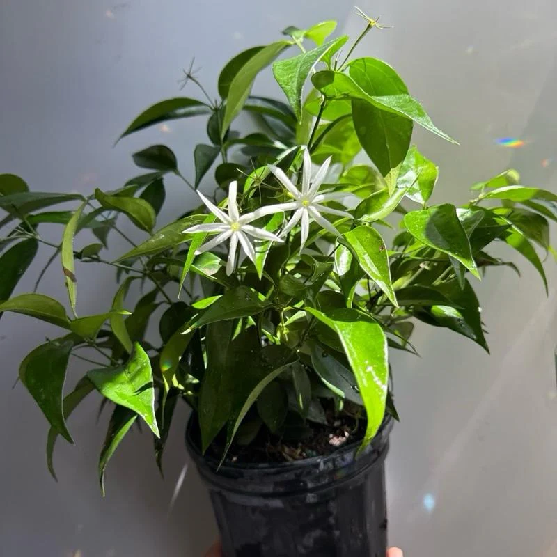 Angel Wing Star Jasmine - Image 3
