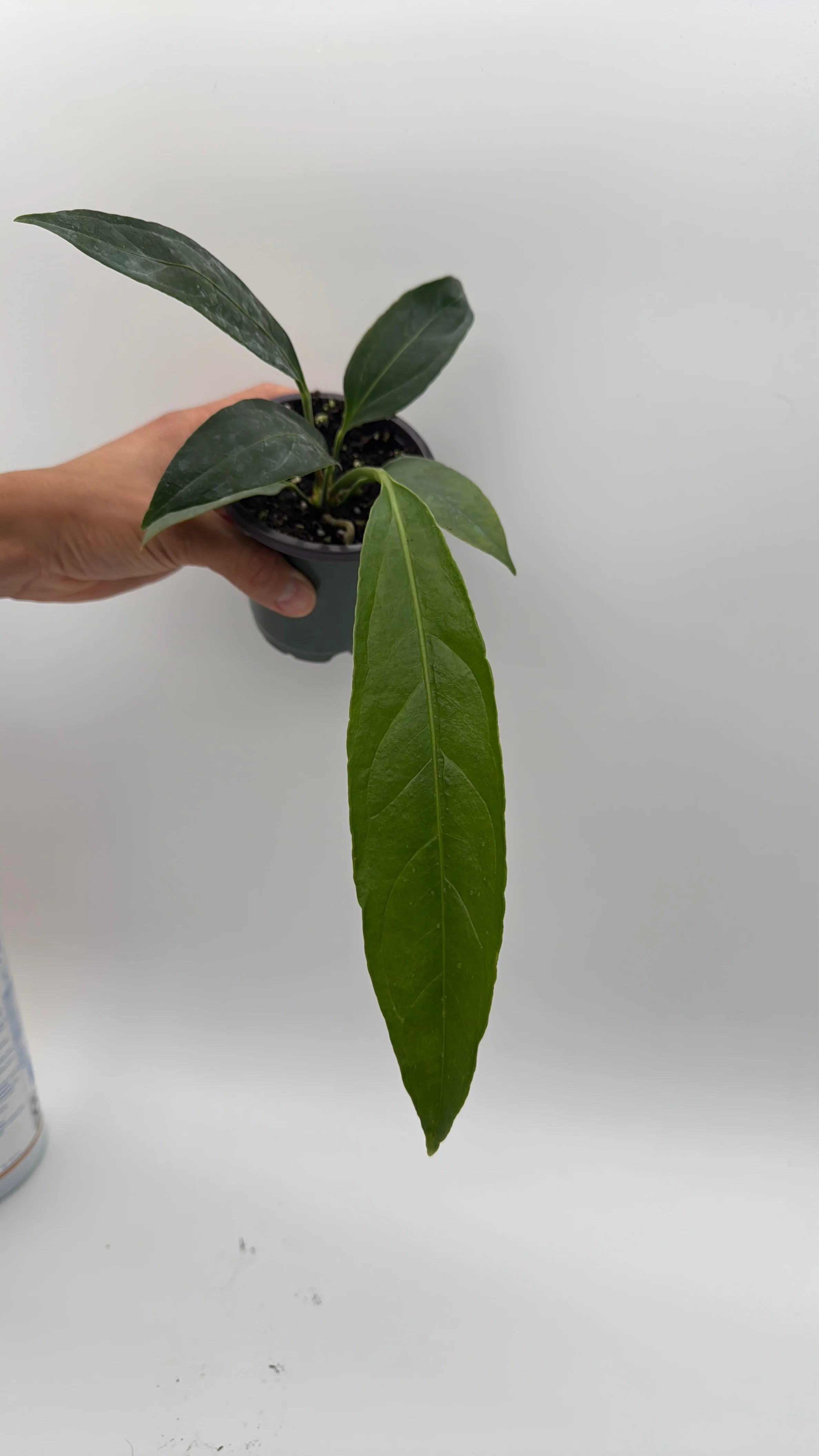 Anthurium Big Bill - Image 2