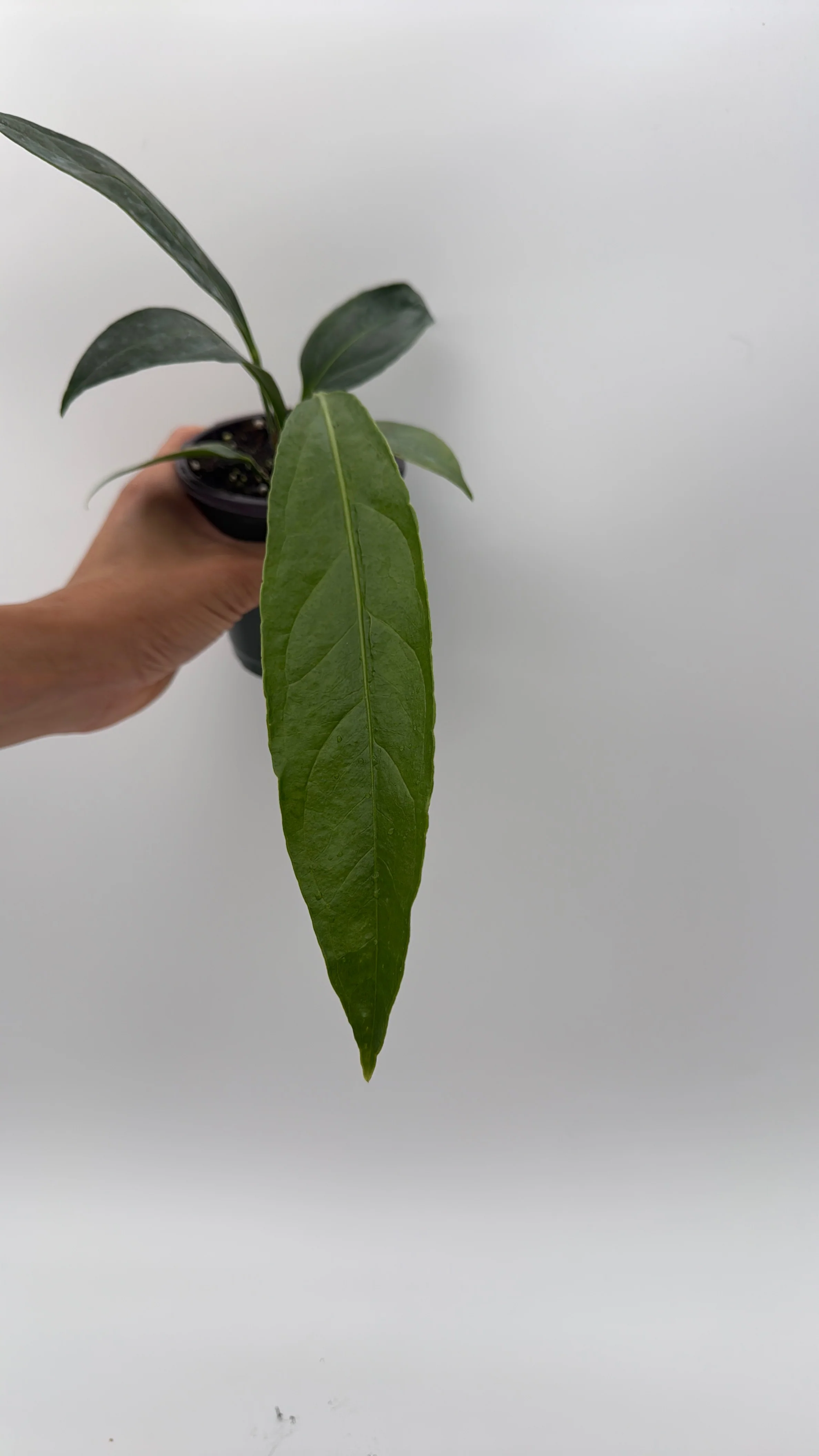 Anthurium Big Bill - Image 3