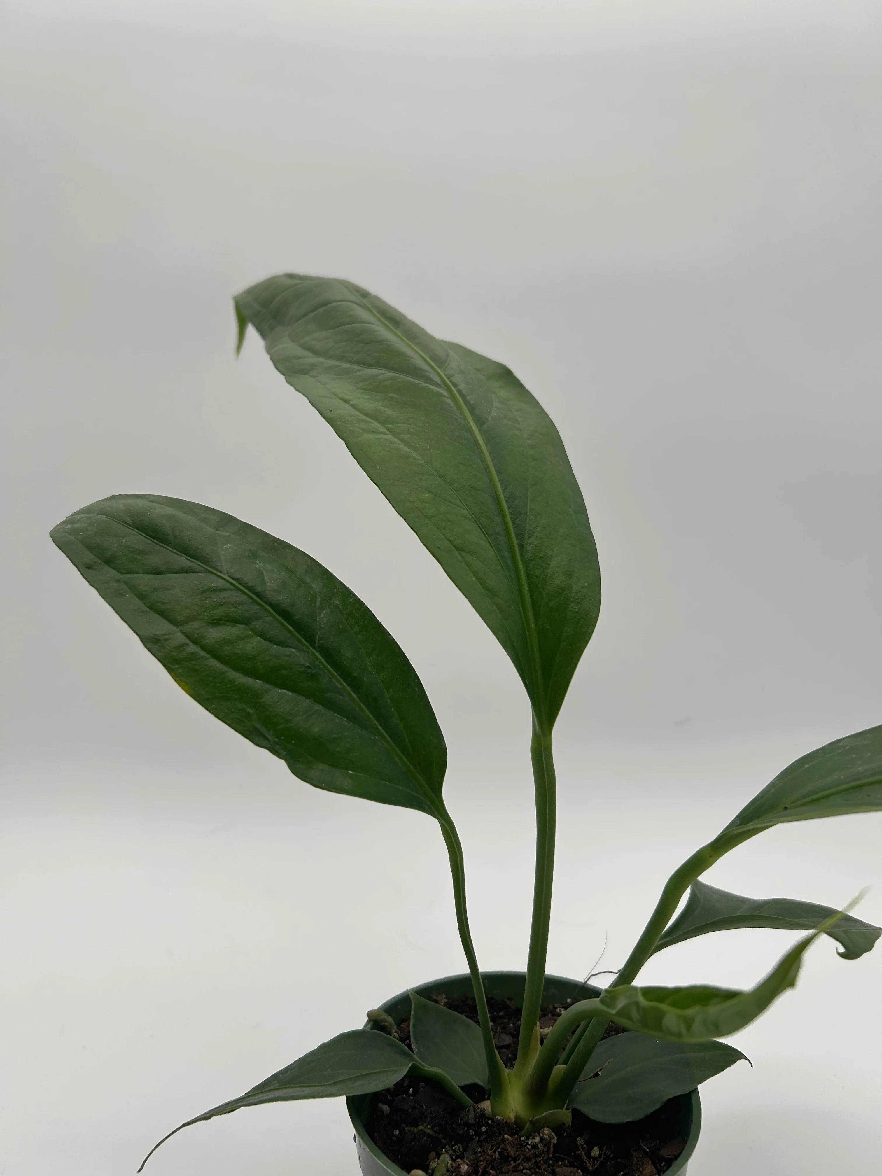 Anthurium Big Bill - Image 4