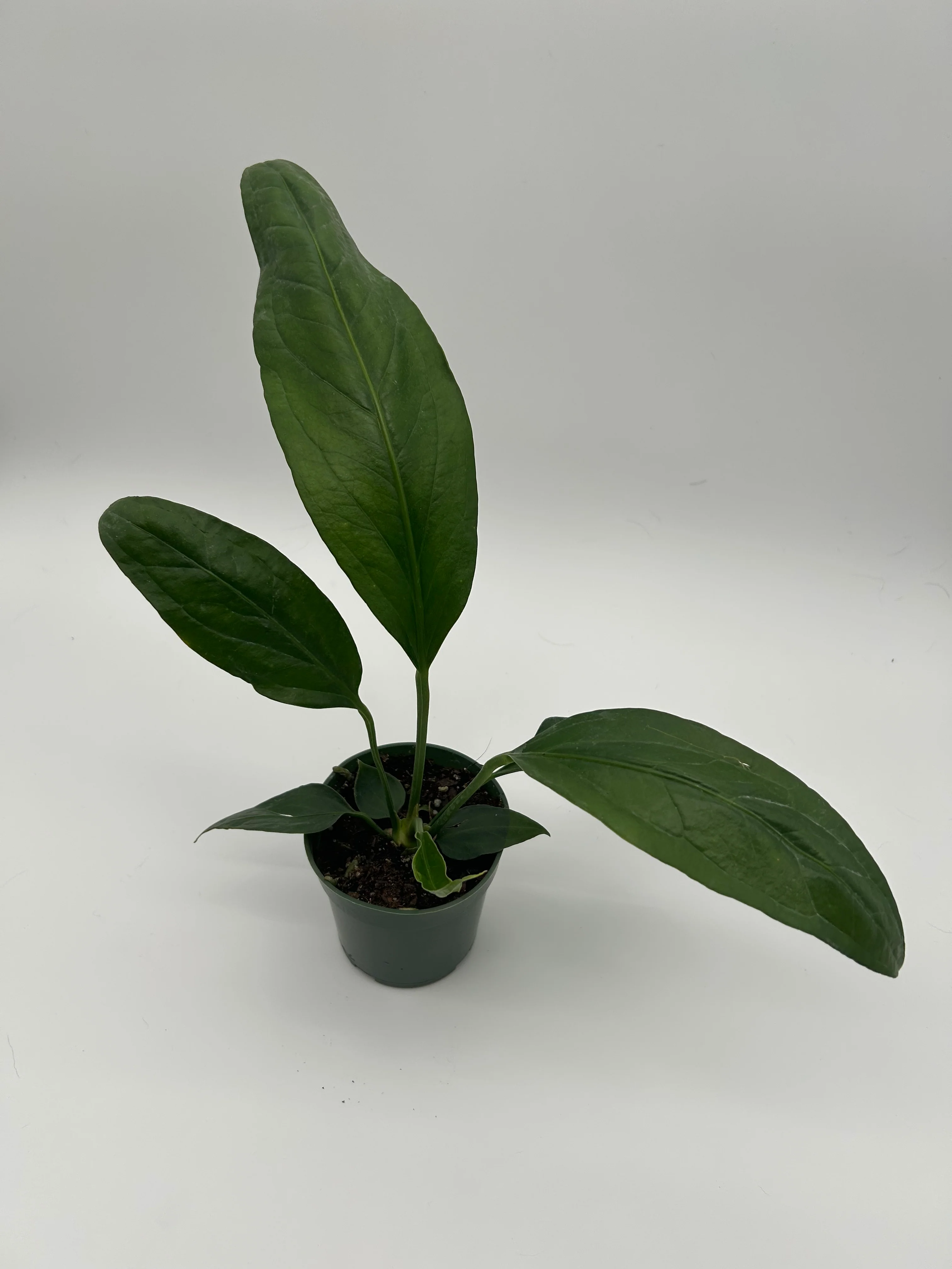Anthurium Big Bill - Image 5