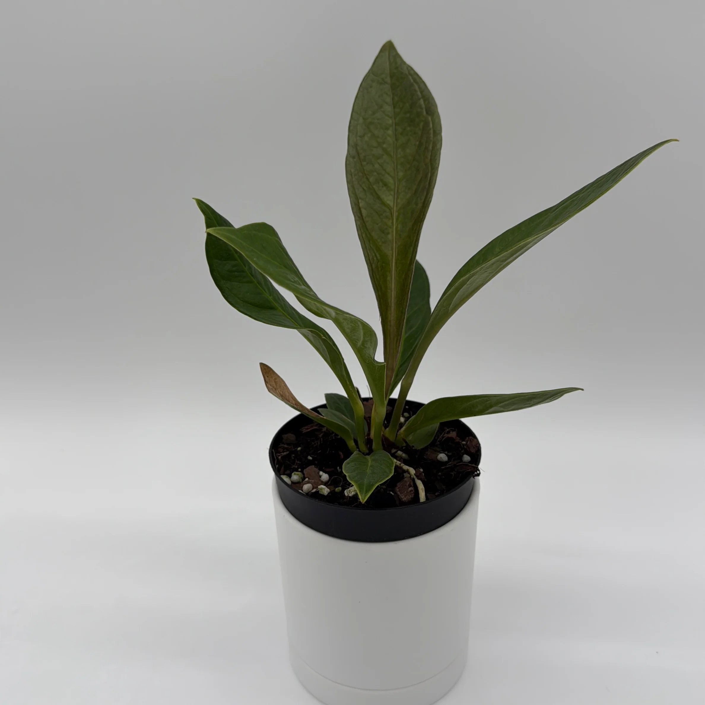 Anthurium 'Cobra'