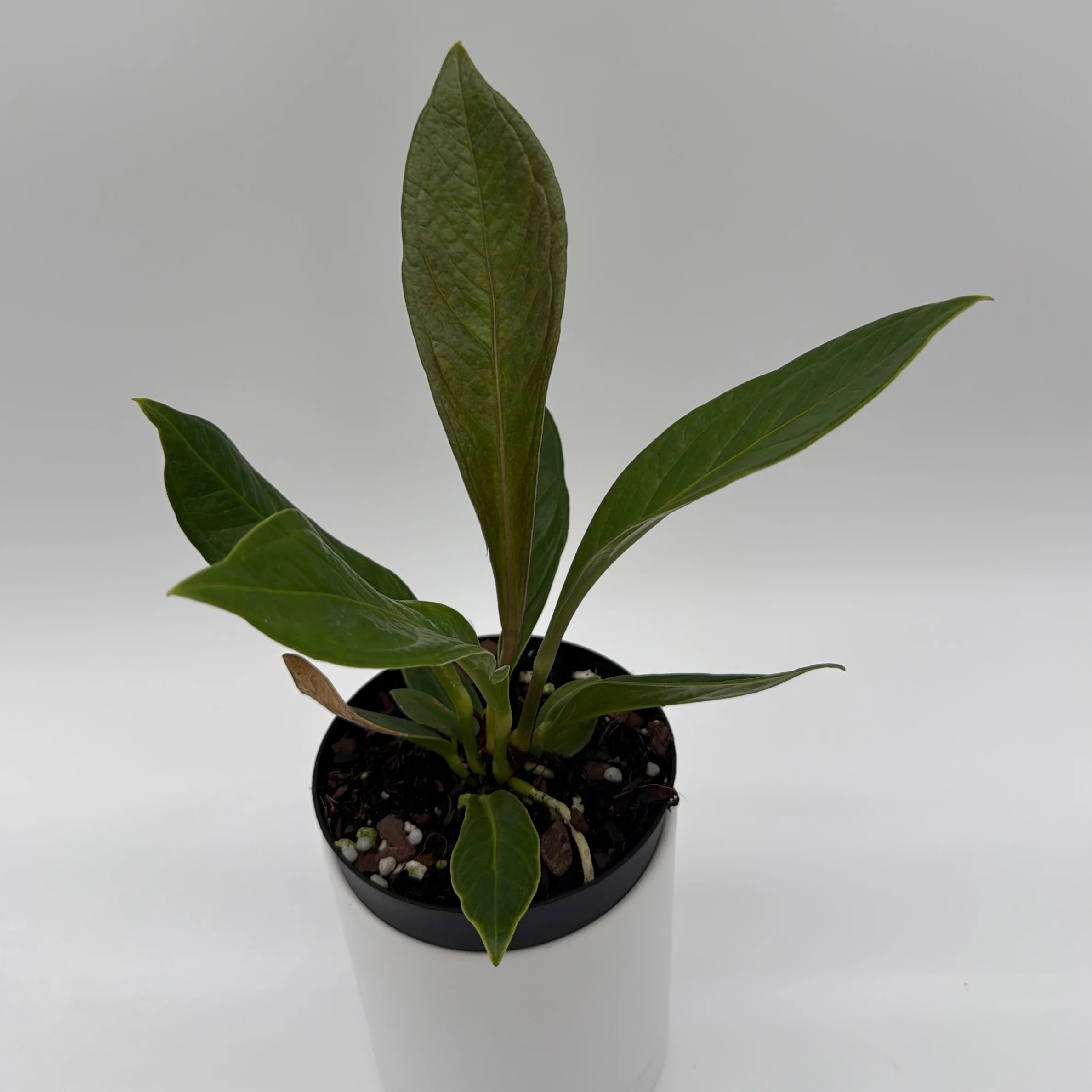 Anthurium 'Cobra' - Image 2