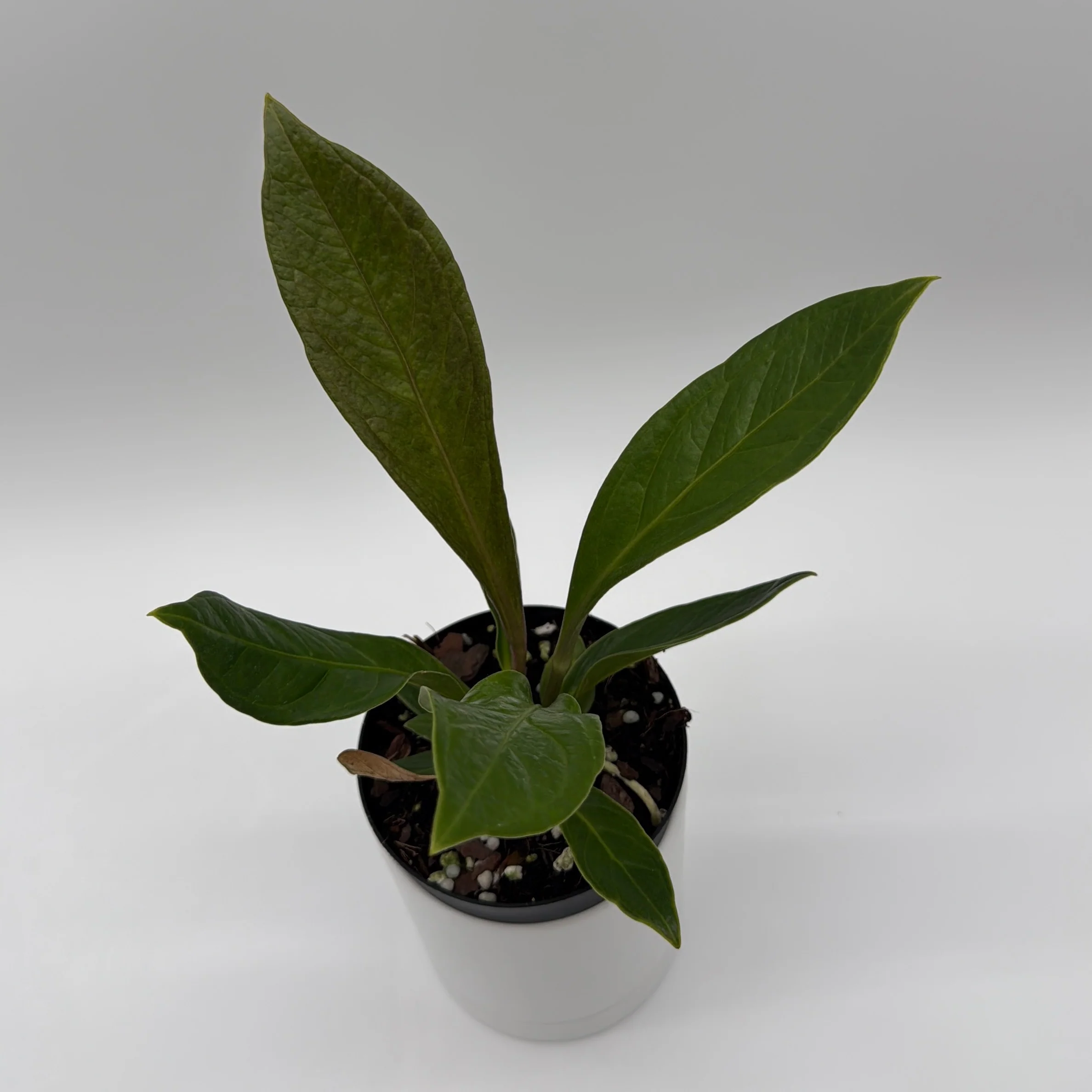 Anthurium 'Cobra' - Image 3