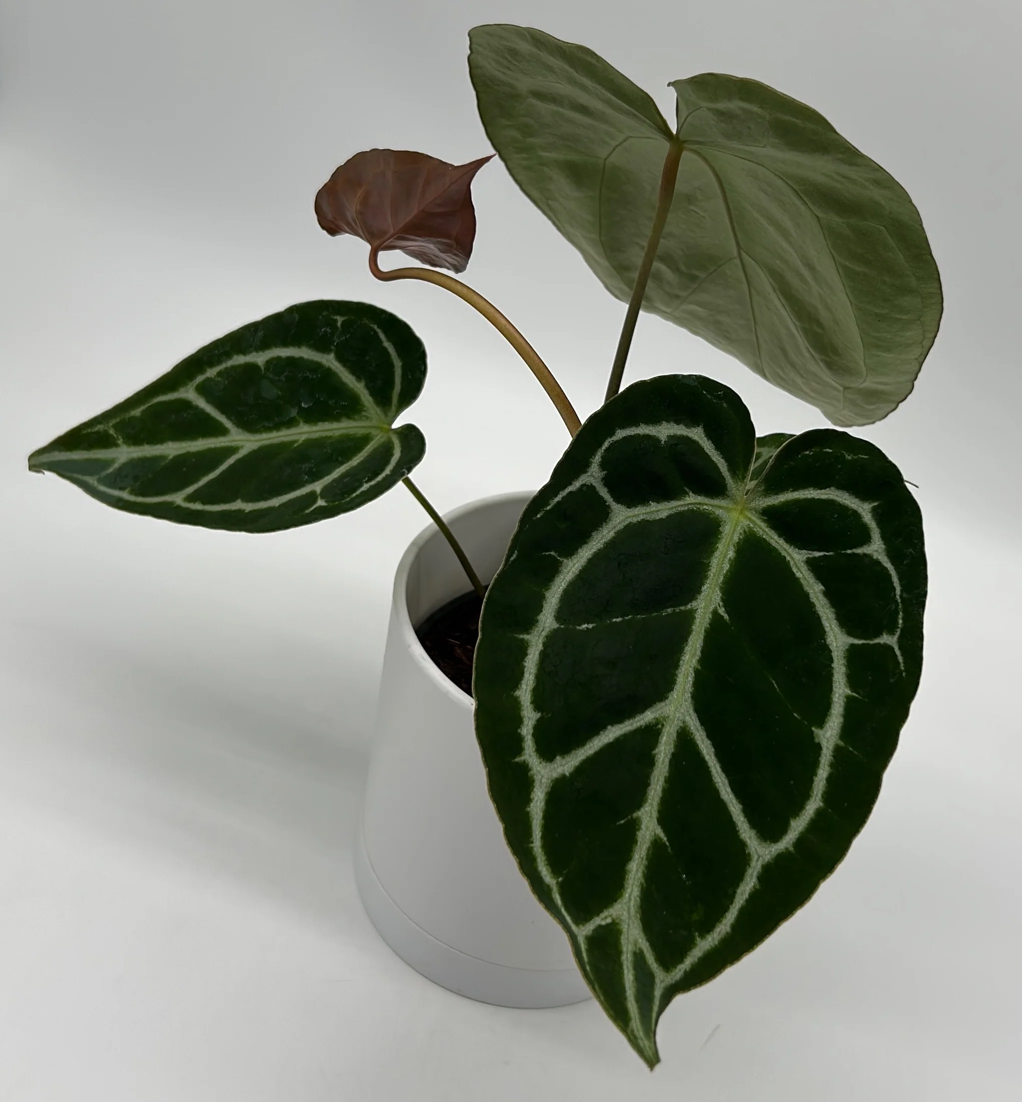 Anthurium Crystallinum - Image 3
