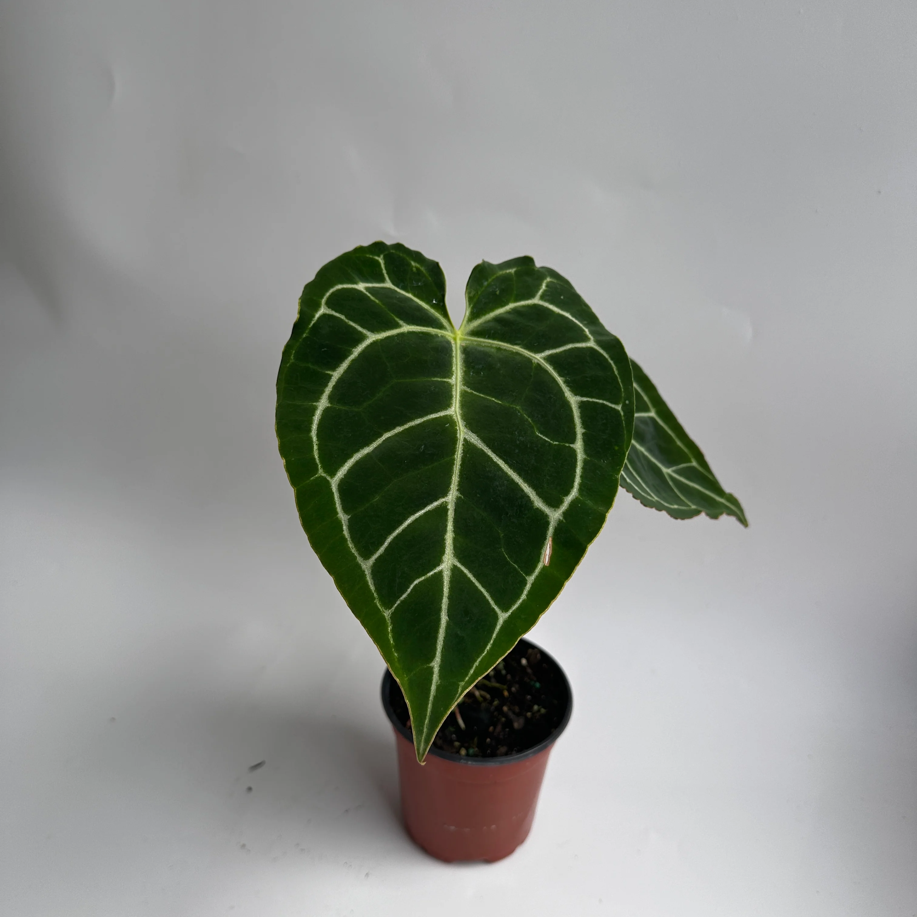 Anthurium Crystallinum - Image 4
