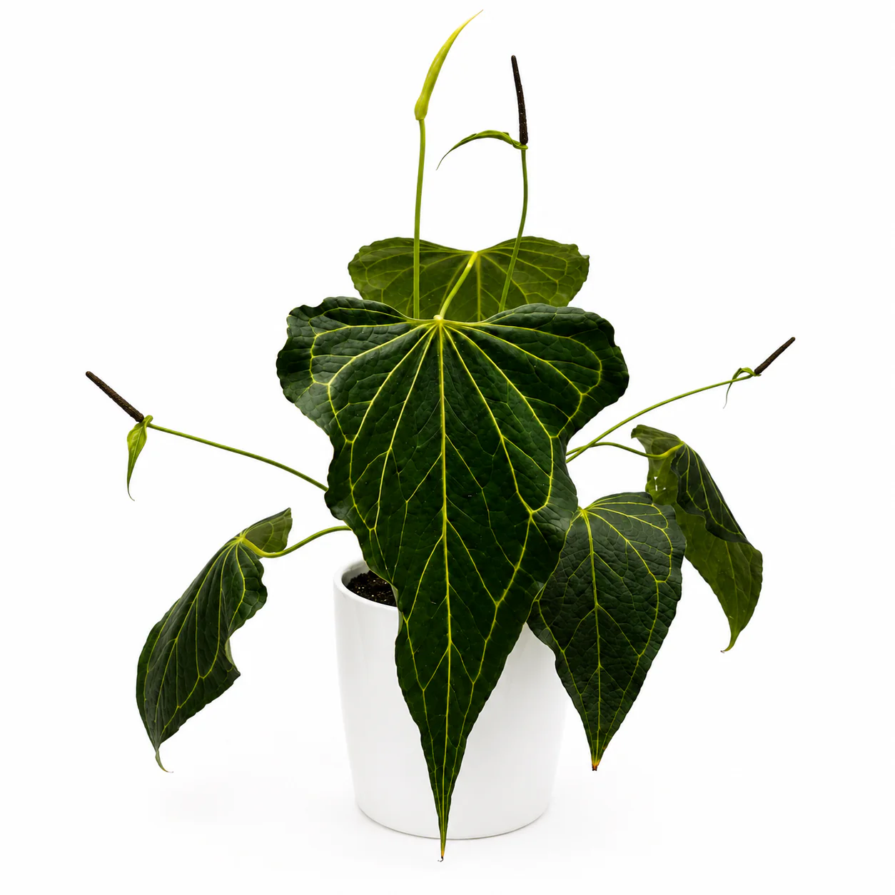 Anthurium ‘Delta Force’