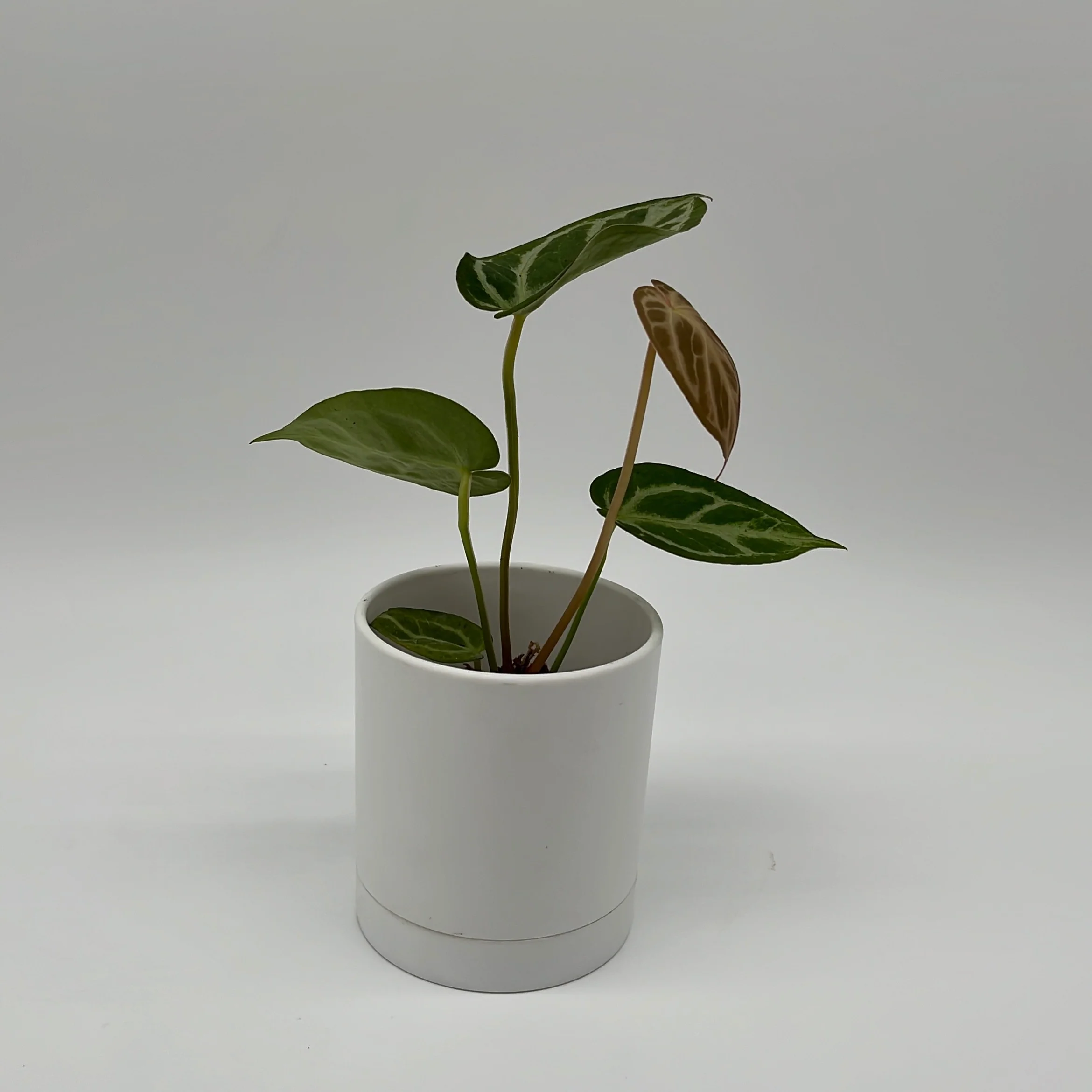 Anthurium Dorayakii 'Silver Blush' - Image 3