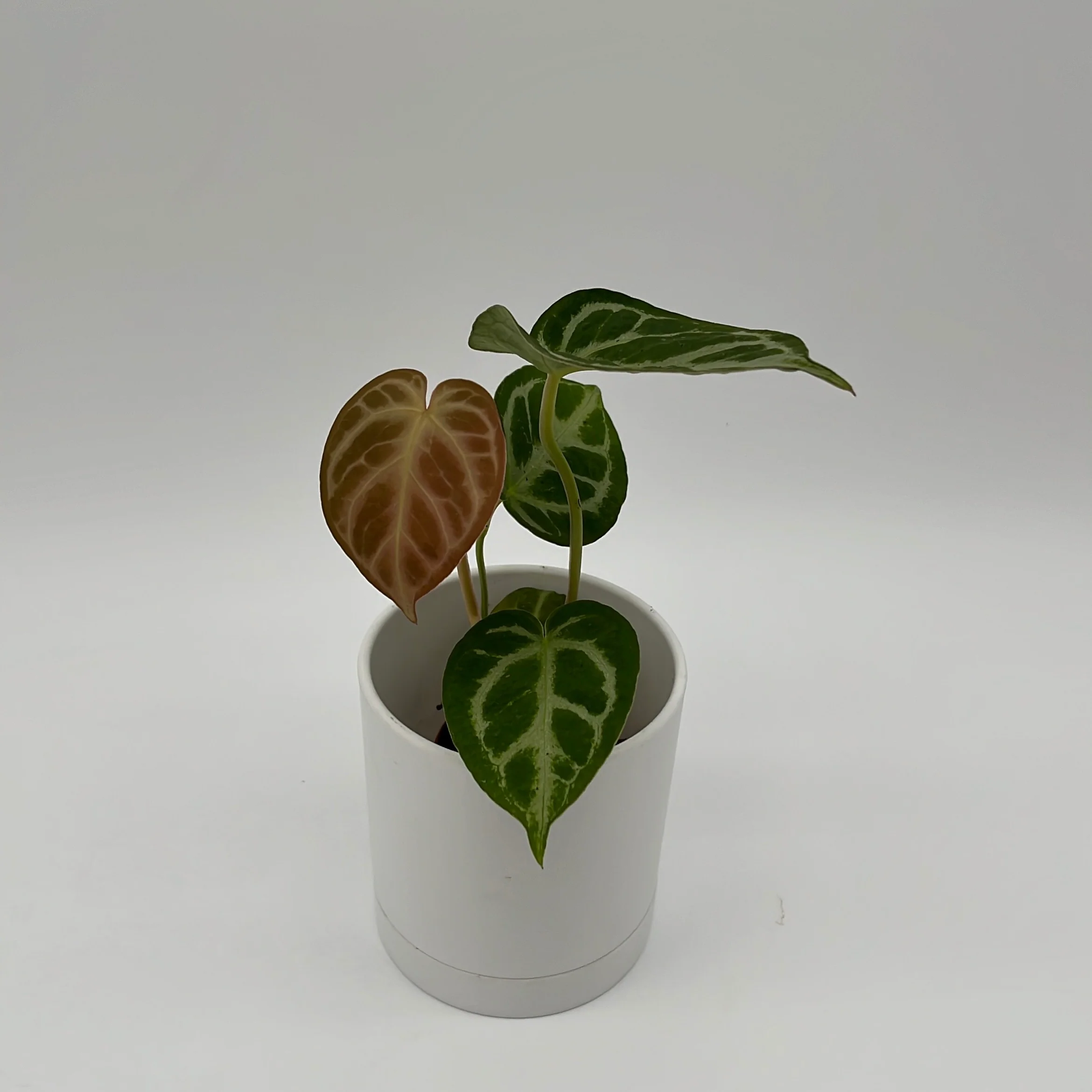 Anthurium Dorayakii 'Silver Blush' - Image 4