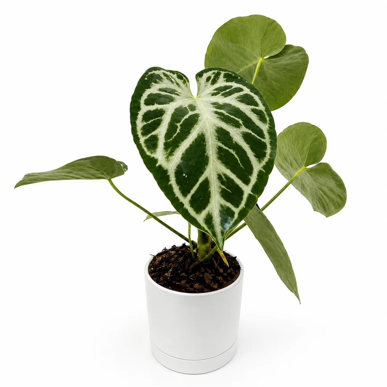 Anthurium Dorayakii 'Silver Blush' - Image 5