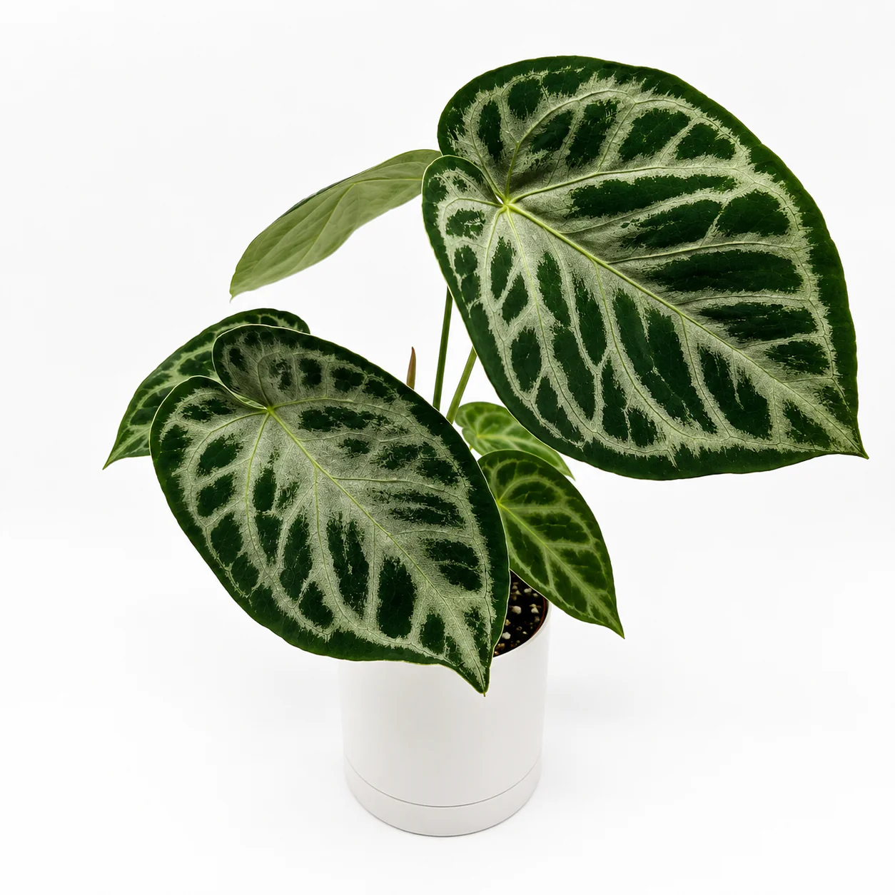 Anthurium Dorayakii 'Silver Blush' - Image 6