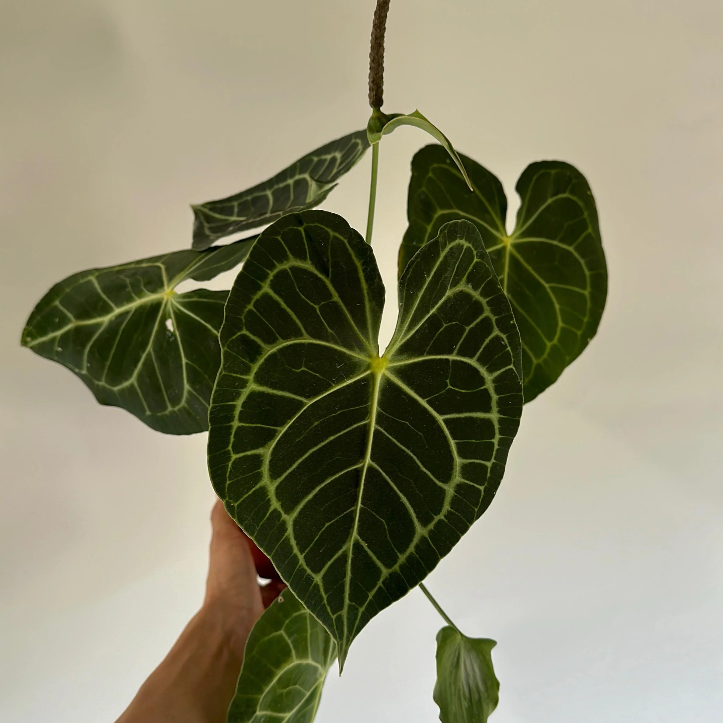 Anthurium King of Clarinervicum - Image 2