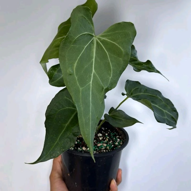 Anthurium King of Clarinervicum - Image 3