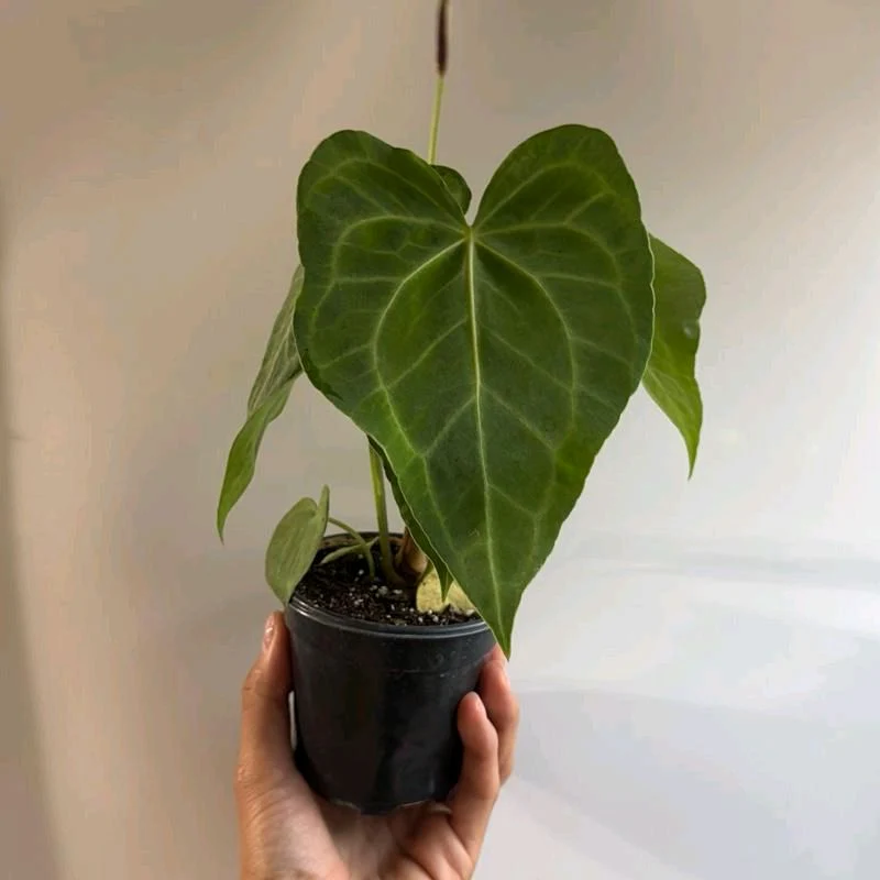 Anthurium King of Clarinervicum - Image 4