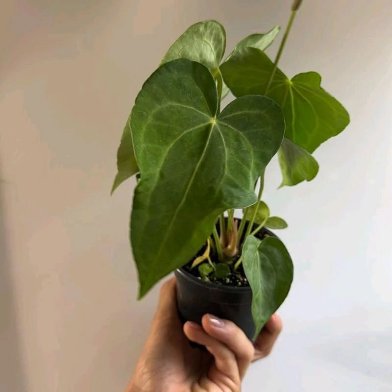 Anthurium King of Clarinervicum - Image 5