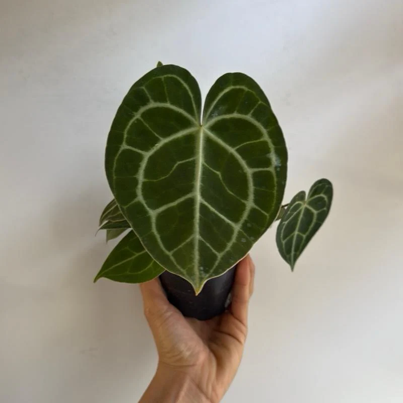 Anthurium King of Clarinervicum - Image 7