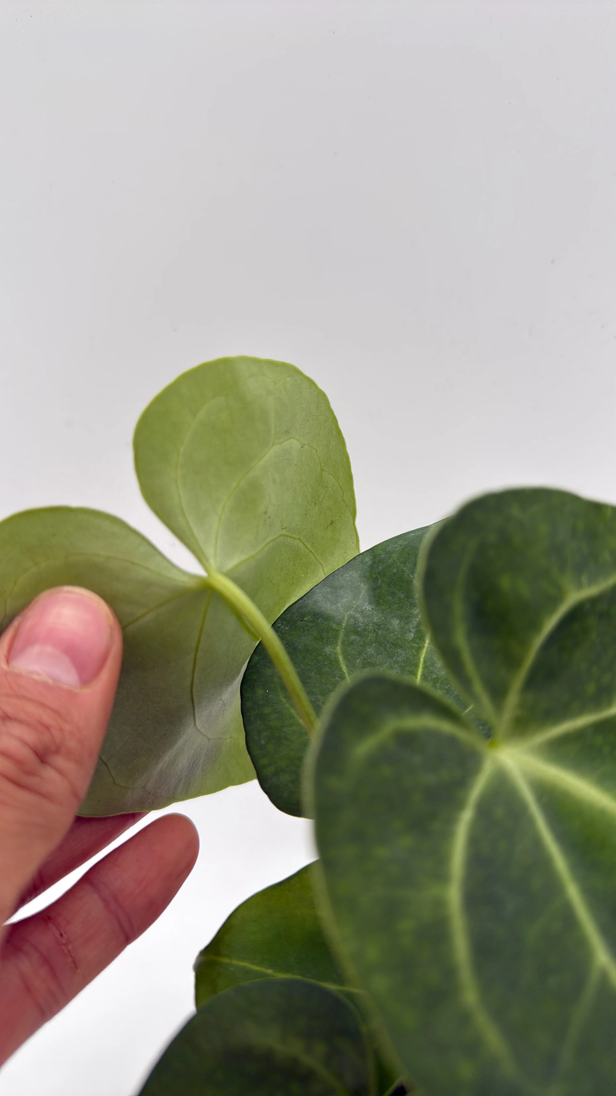 Anthurium King of Clarinervicum x Magnificum - Image 4