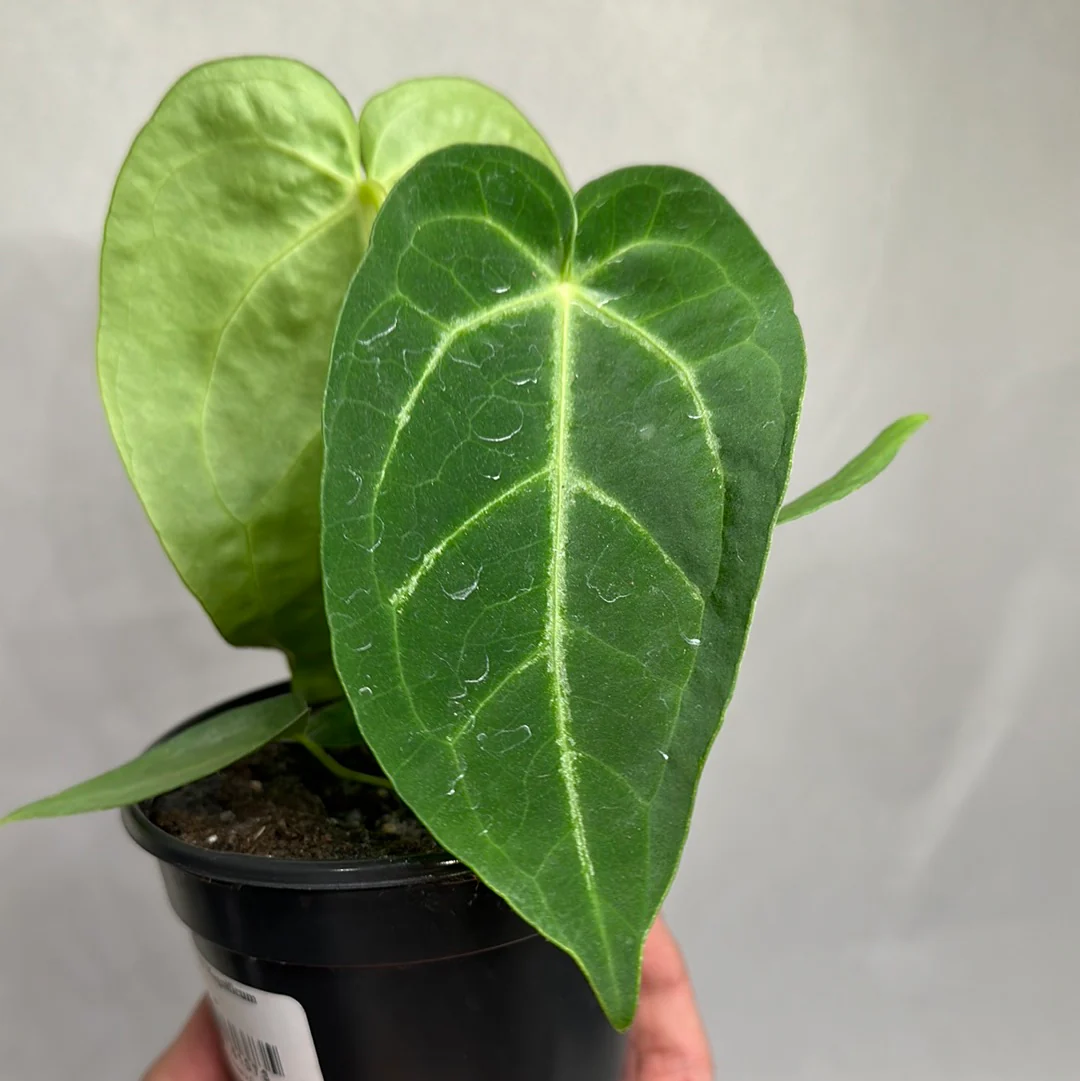 Anthurium Magnificum - Image 2