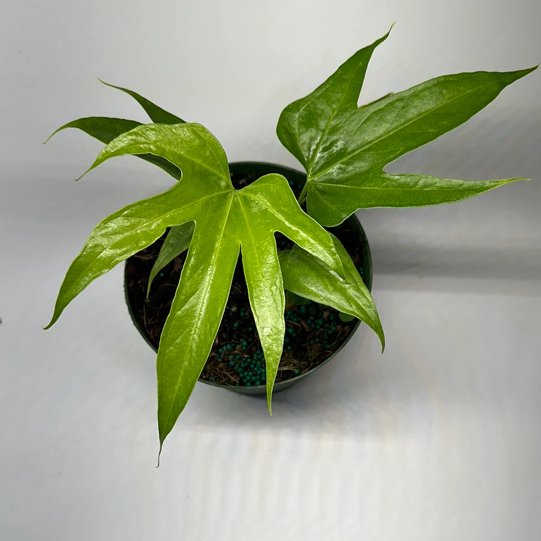Anthurium Pedatoradiatum Fingers - Image 3