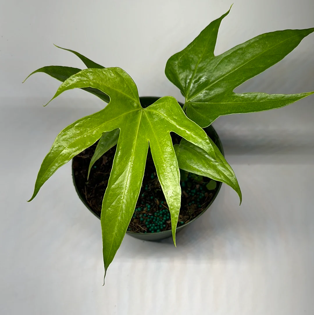 Anthurium Pedatoradiatum Fingers - Image 4