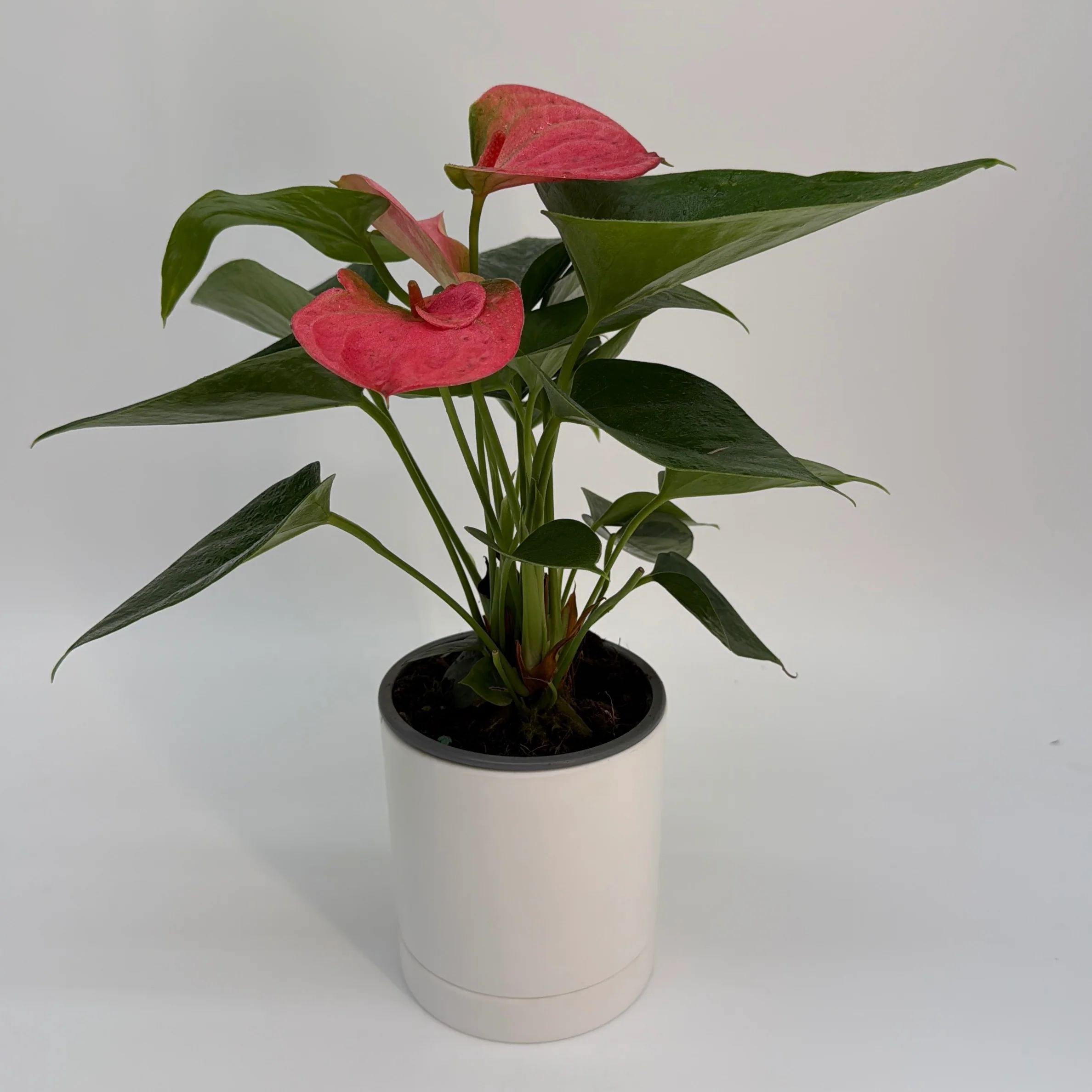 Anthurium 'Pink Panda'