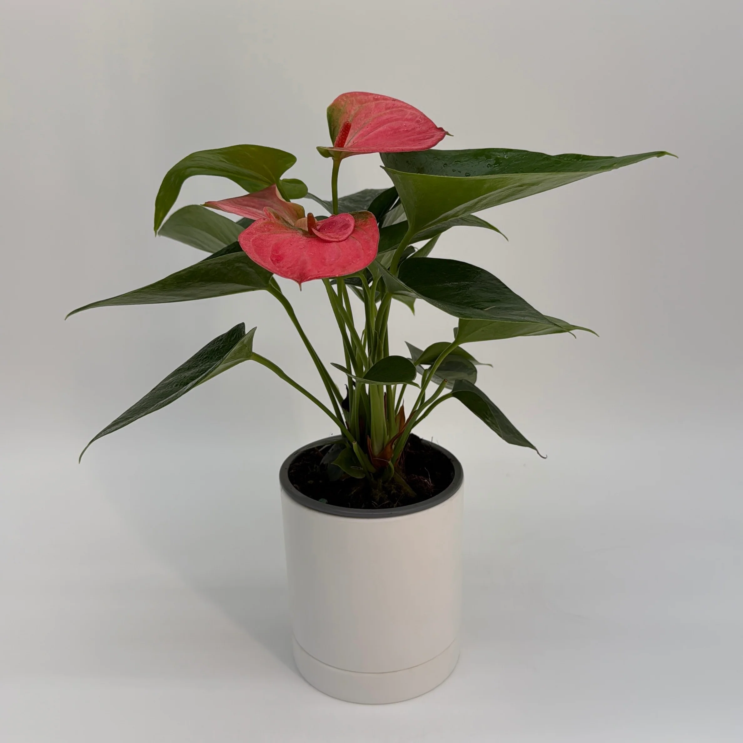 Anthurium 'Pink Panda' - Image 2