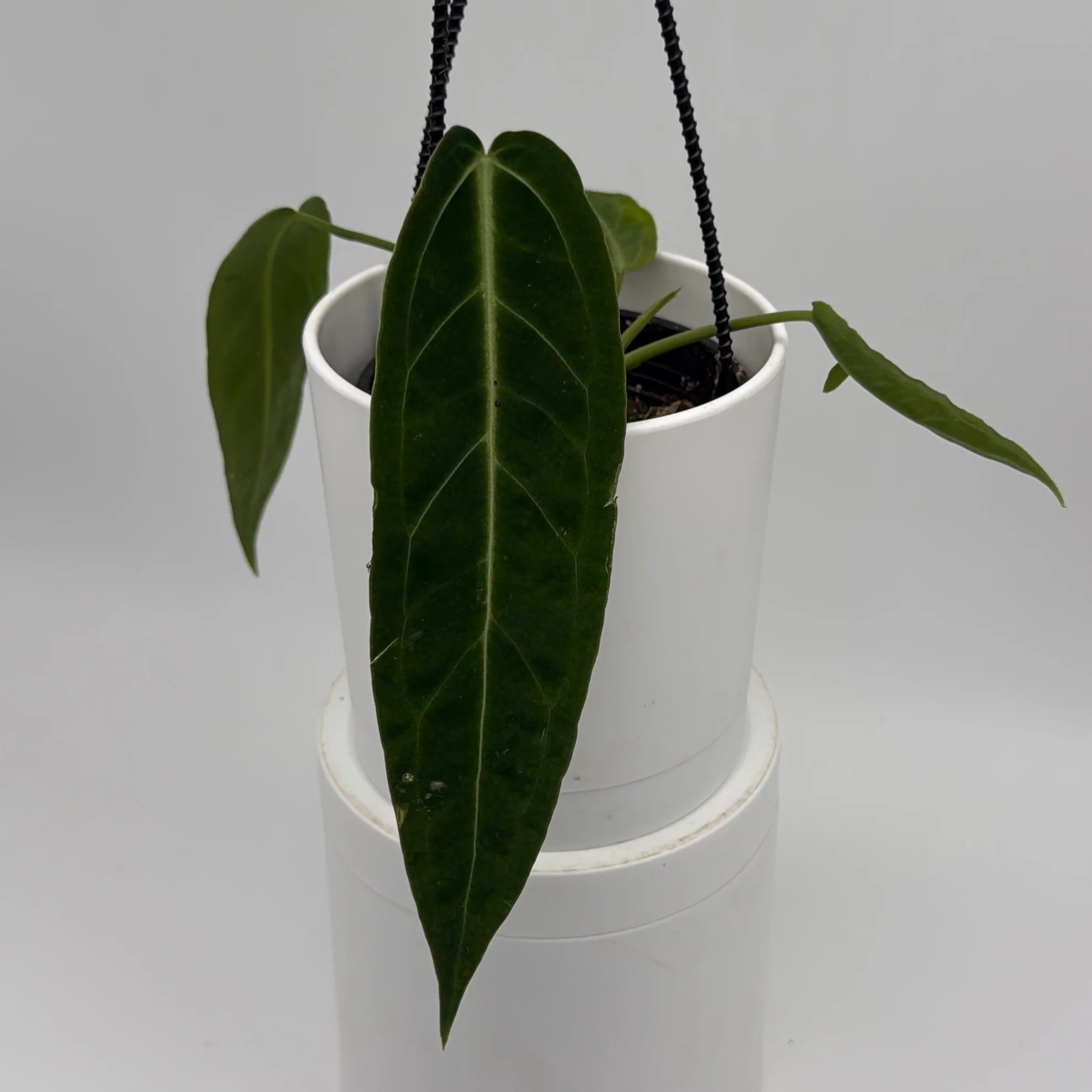 Anthurium Queen (Anthurium Warocqueanum) - Image 2