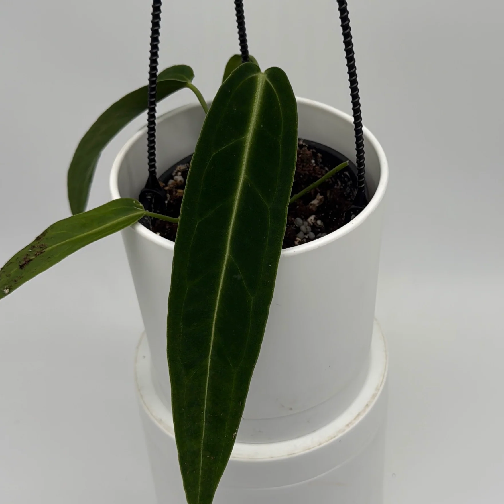Anthurium Queen (Anthurium Warocqueanum) - Image 3
