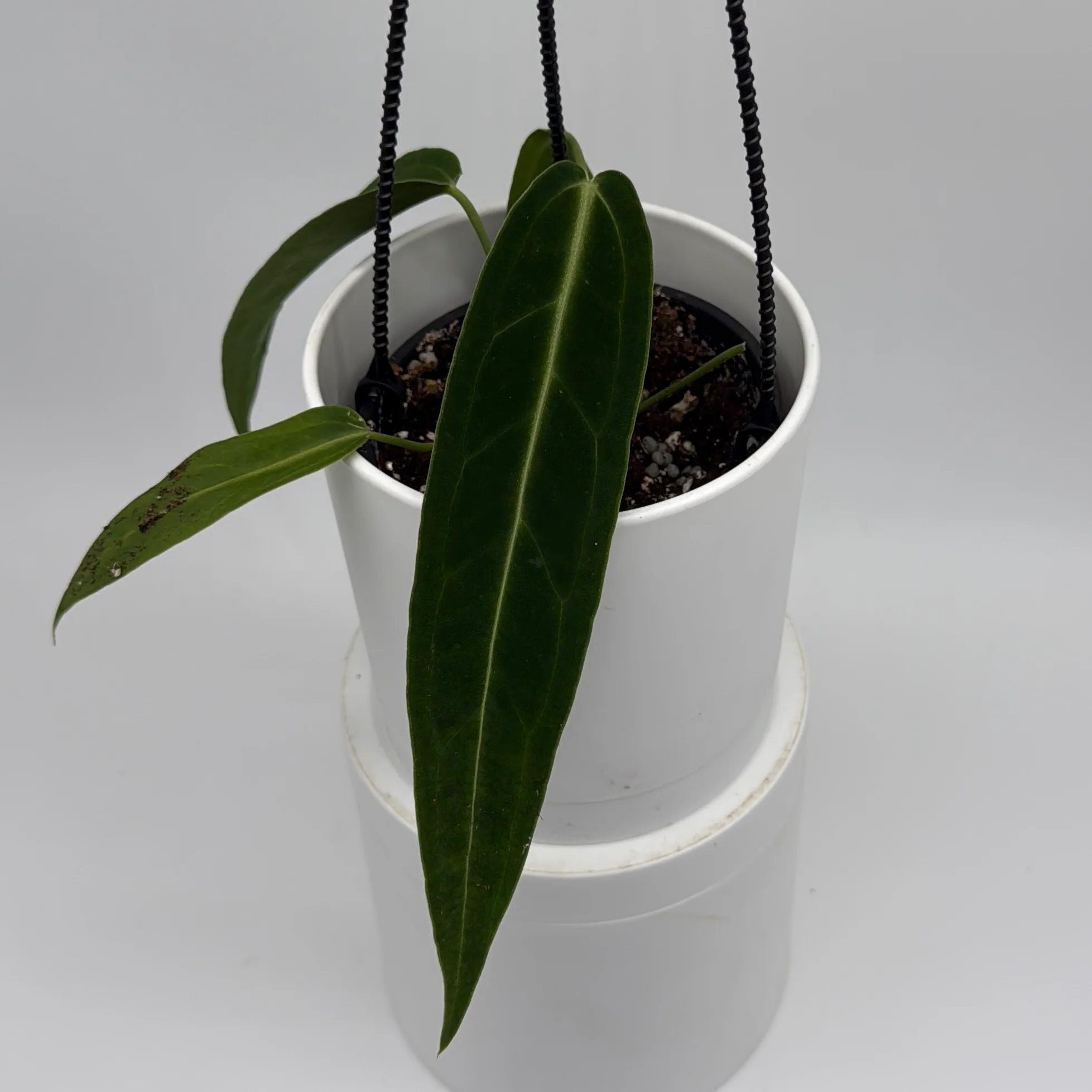 Anthurium Queen (Anthurium Warocqueanum) - Image 4