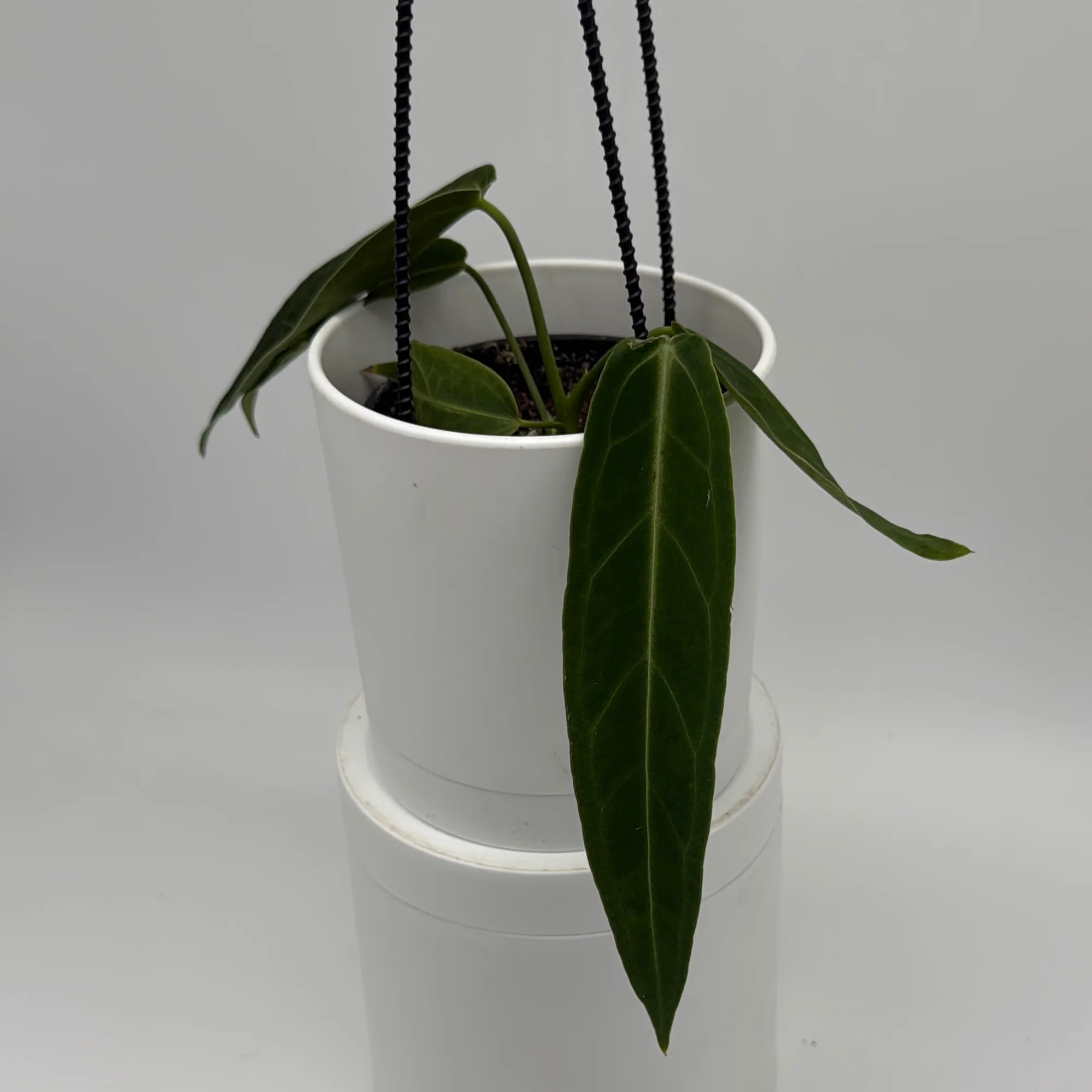 Anthurium Queen (Anthurium Warocqueanum) - Image 5