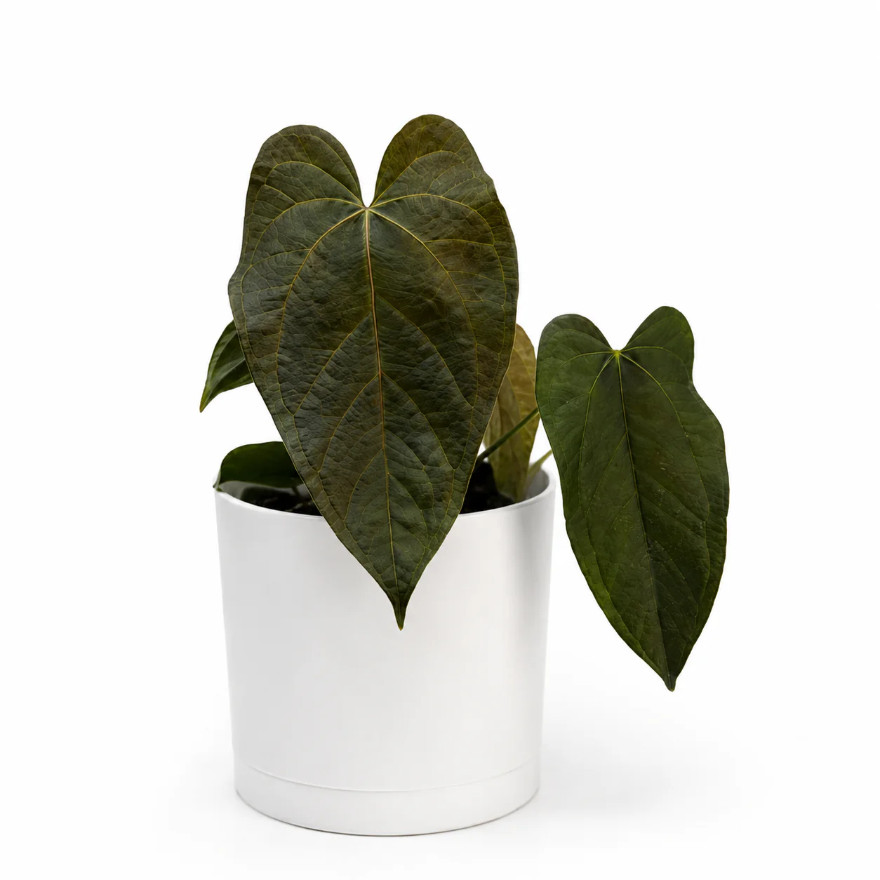 Anthurium Queen of Hearts - Image 2