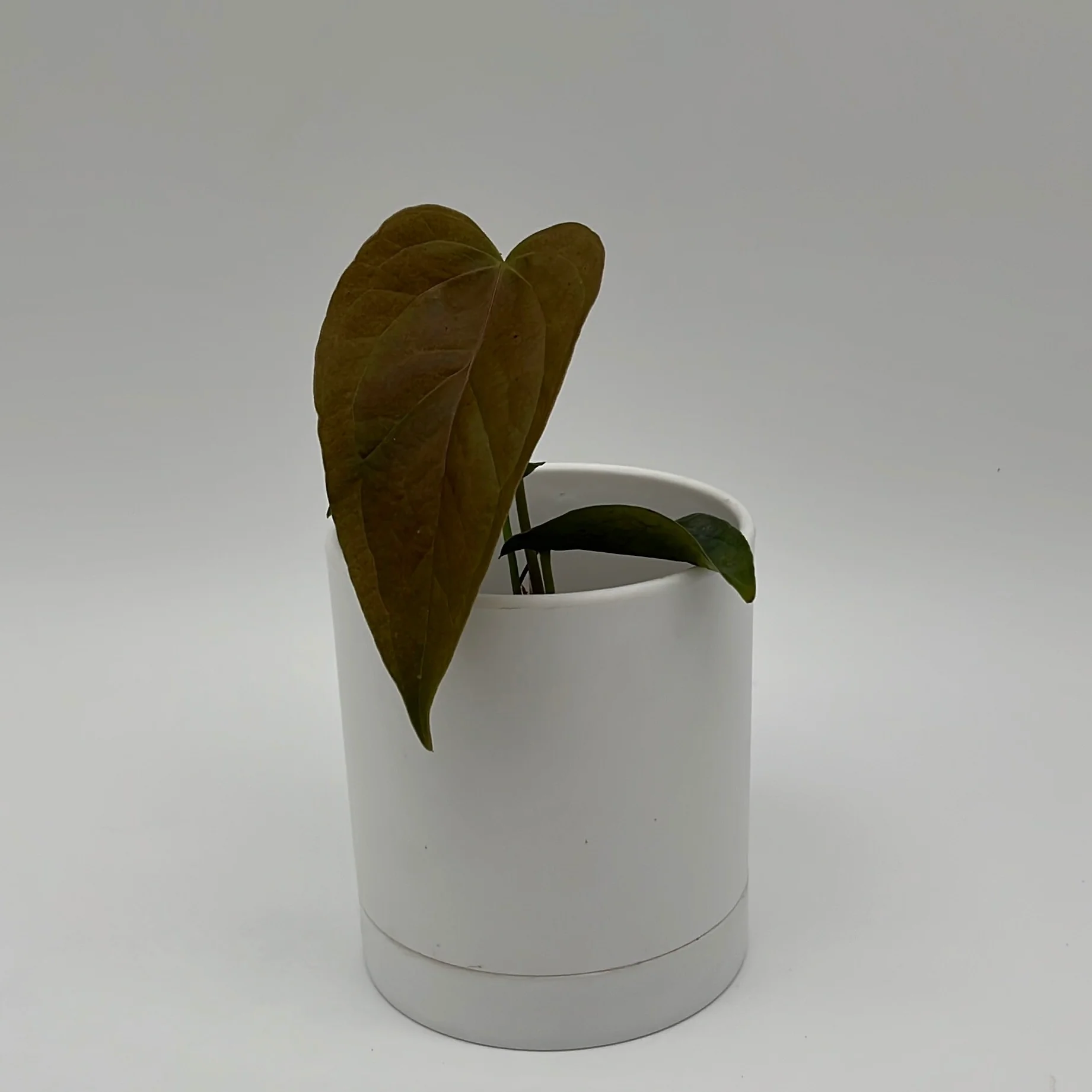Anthurium Queen of Hearts - Image 3